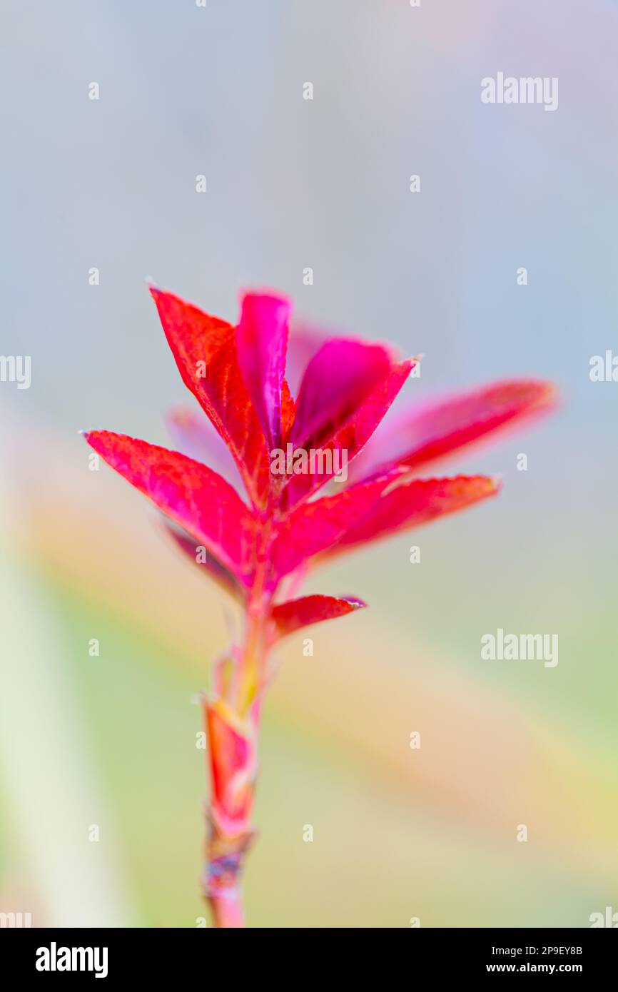 Red leaves opening on a wild shrub Stock Photo Alamy