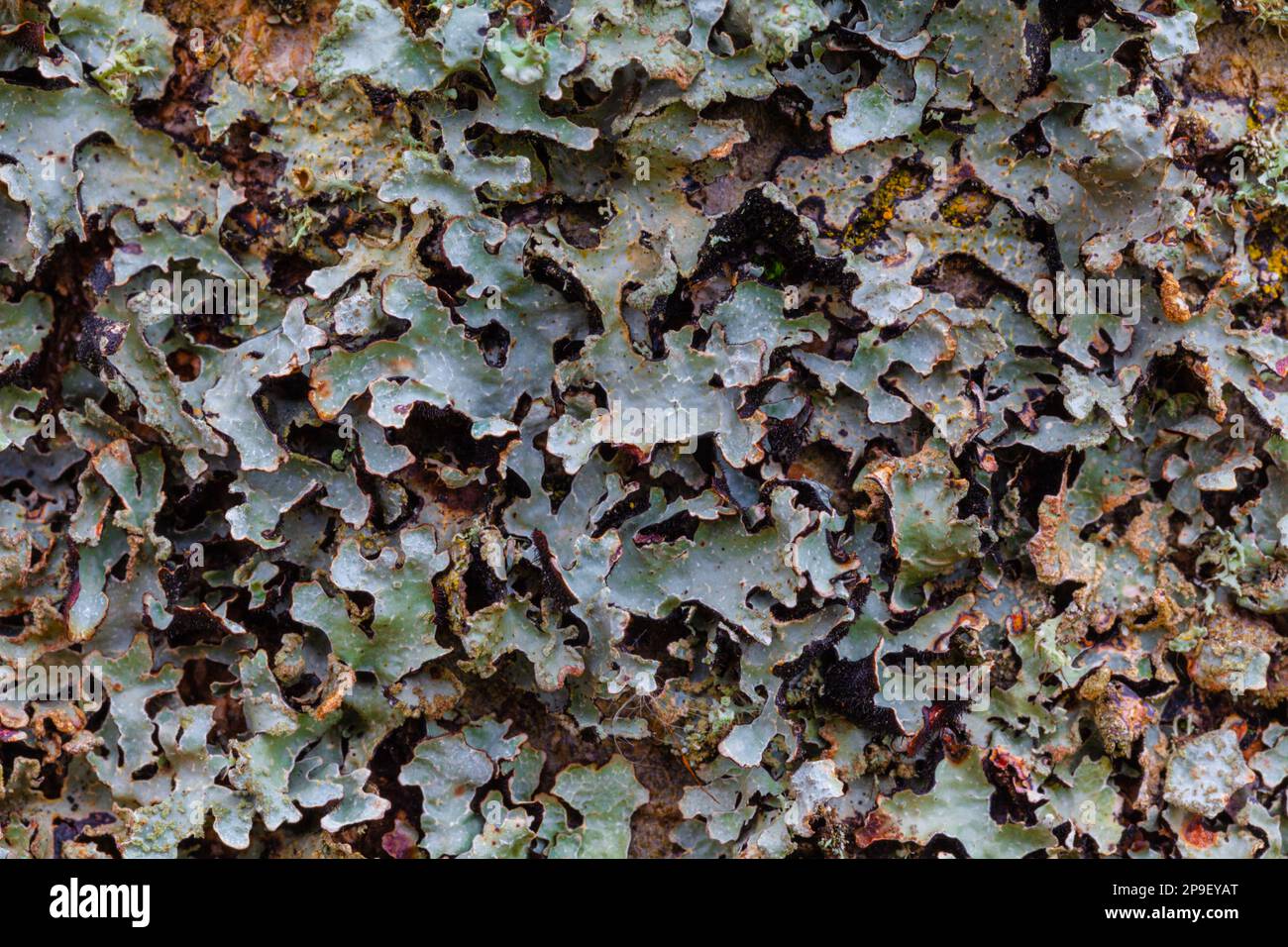 Lichen growing on the north side of a deciduous tree trunk Stock Photo