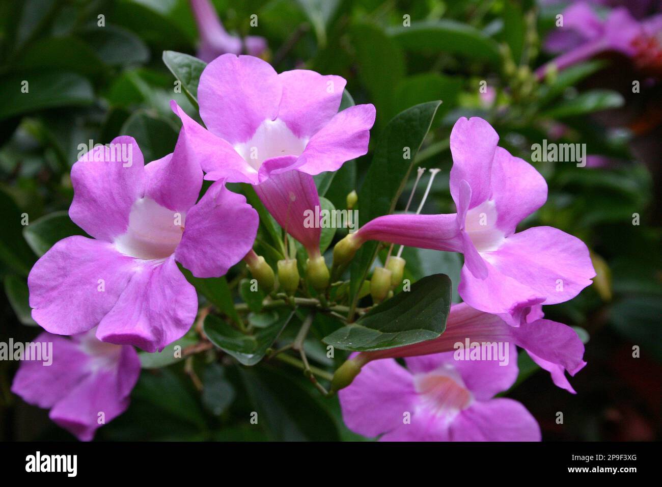 VINE MANDEVILLA COMMONLY KNOWN AS ROCKTRUMPET IN BLOOM Stock Photo Alamy