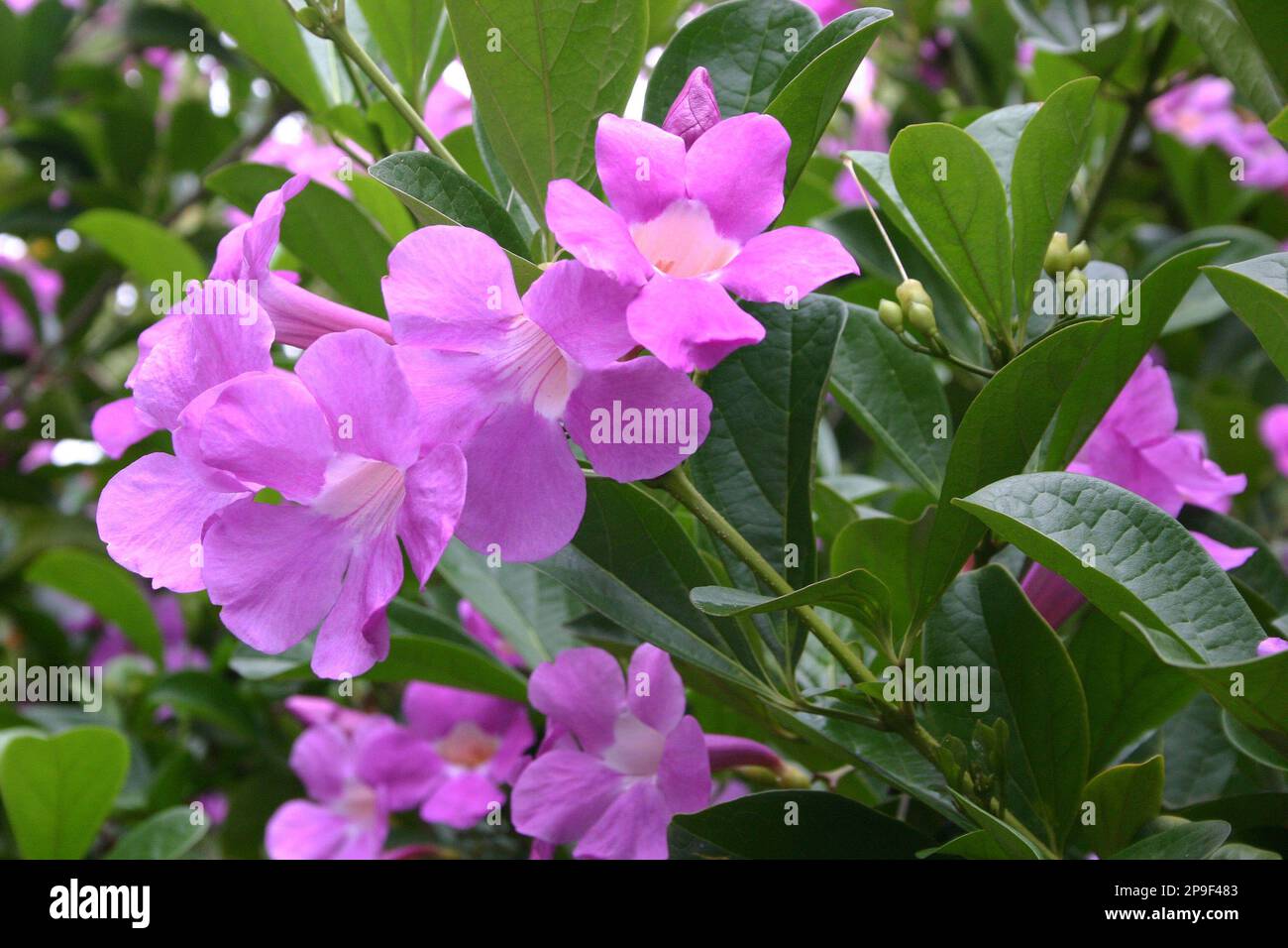 VINE MANDEVILLA COMMONLY KNOWN AS ROCKTRUMPET IN BLOOM Stock Photo Alamy