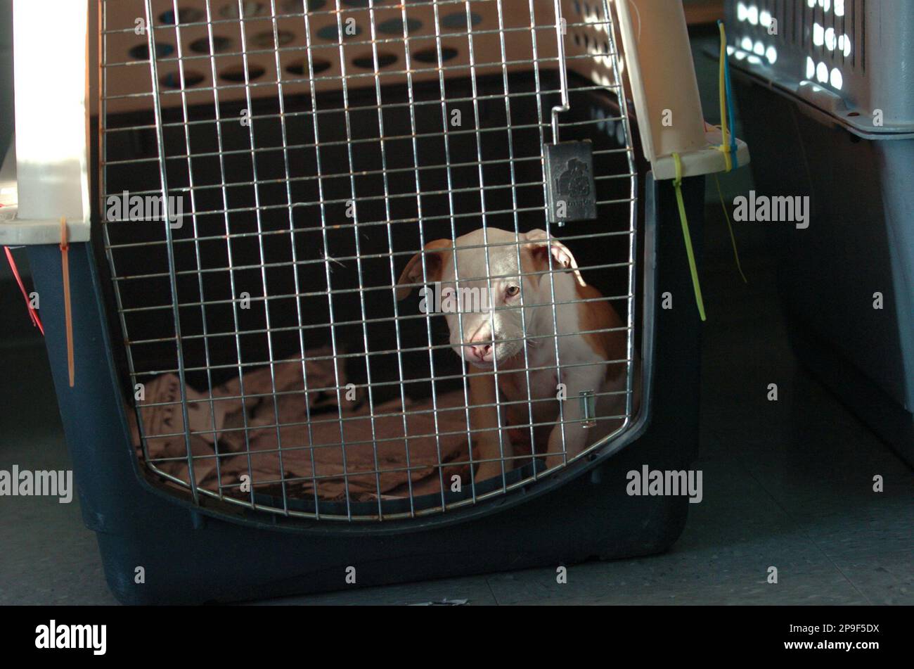 A pit bull pup sits in a kennel at the MayfieldGraves County Animal