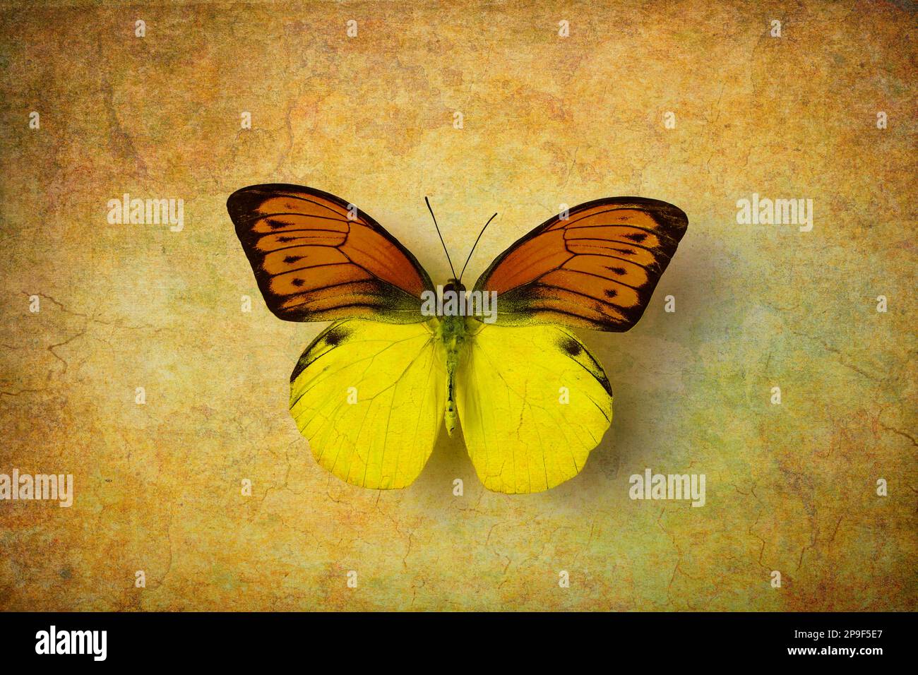 Amazing Yellow Orange Butterfly Stock Photo
