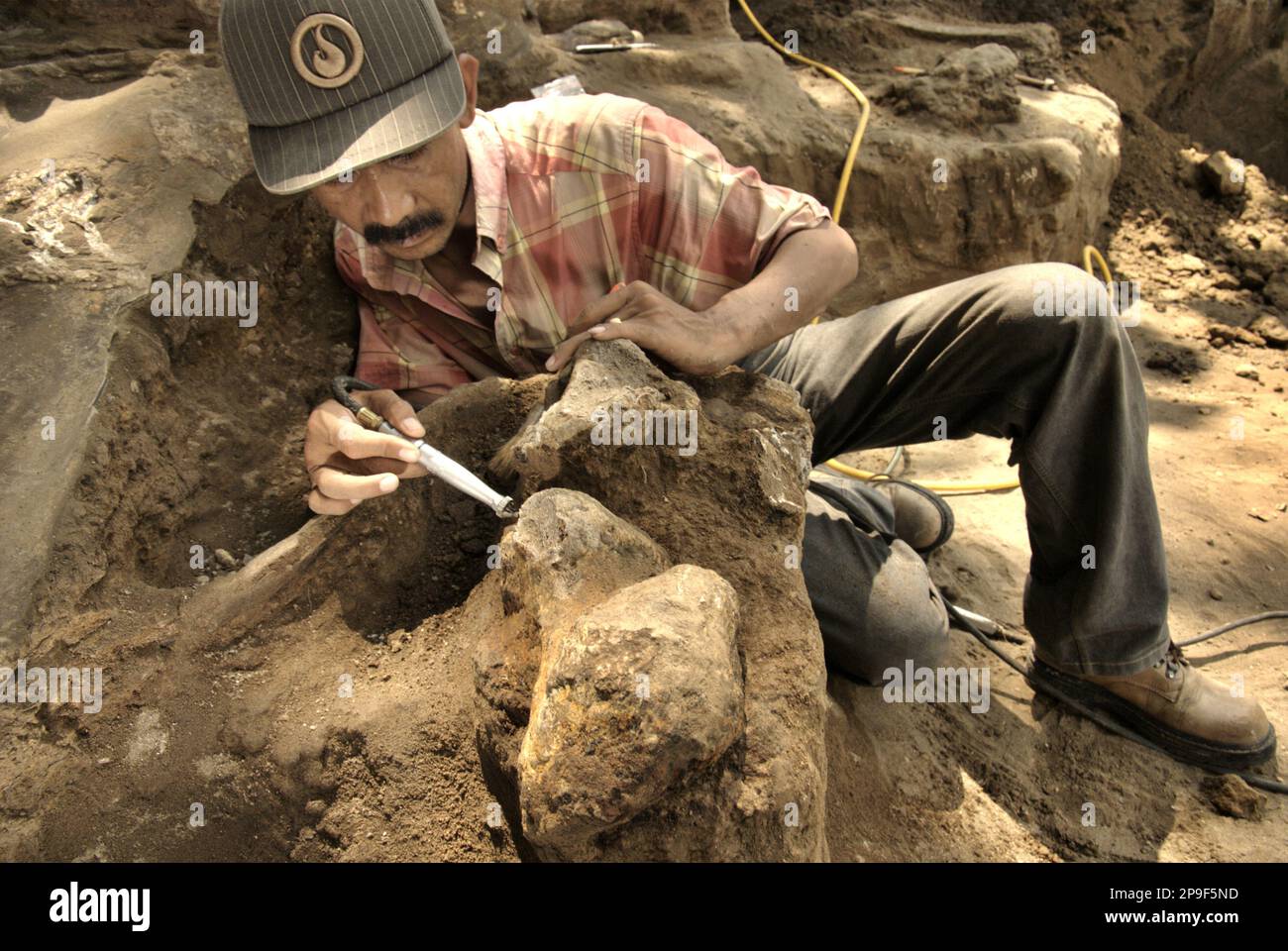 Paleontologist Iwan Kurniawan is working on the excavation of fossilized bones of an extinct elephant species scientifically identified as Elephas hysudrindicus, or popularly called "Blora elephant", in Sunggun, Mendalem, Kradenan, Blora, Central Java, Indonesia. The team of scientists from Vertebrate Research (Geological Agency, Indonesian Ministry of Energy and Mineral Resources) led by Kurniawan himself with Fachroel Aziz discovered the species' bones almost entirely (around 90 percent complete) that later would allow them to build a scientific reconstruction, which is displayed at... Stock Photo