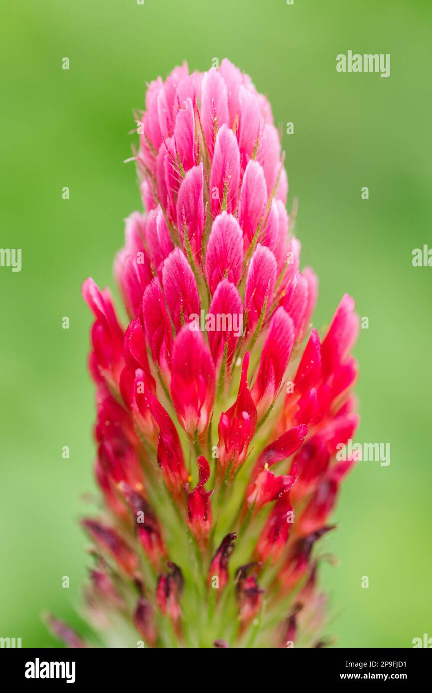 Trifolium incarnatum has delicate petals that transition from red to pink. Stock Photo