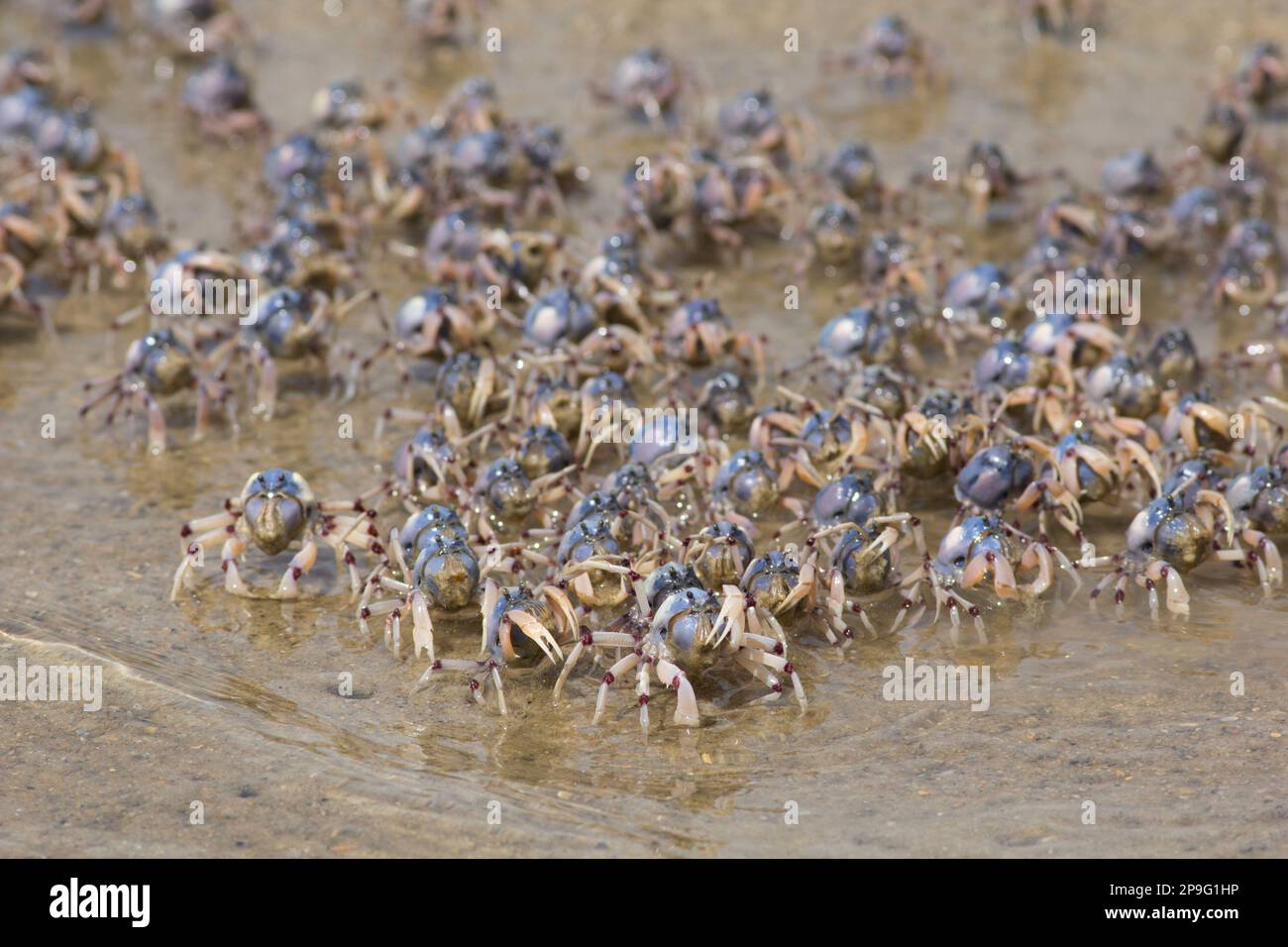 Soldier Crabs (Cracticus nigrogularis) feeding on the water's edge in a tidal creek.legs Elliott Heads Queensland Australia Stock Photo