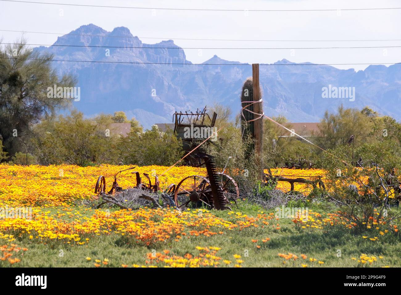Wildflowers growing in Apache Junction, Arizona Stock Photo Alamy