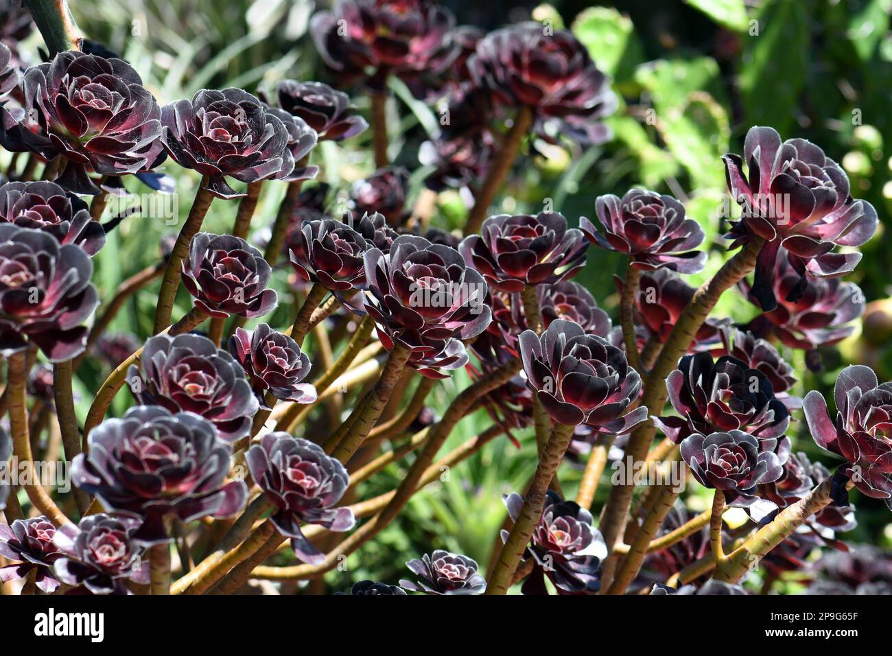 Burgundy dark purple red foliage and rosettes of the succulent plant Aeonium arboretum atropurpureum, family Crassulaceae. Stock Photo
