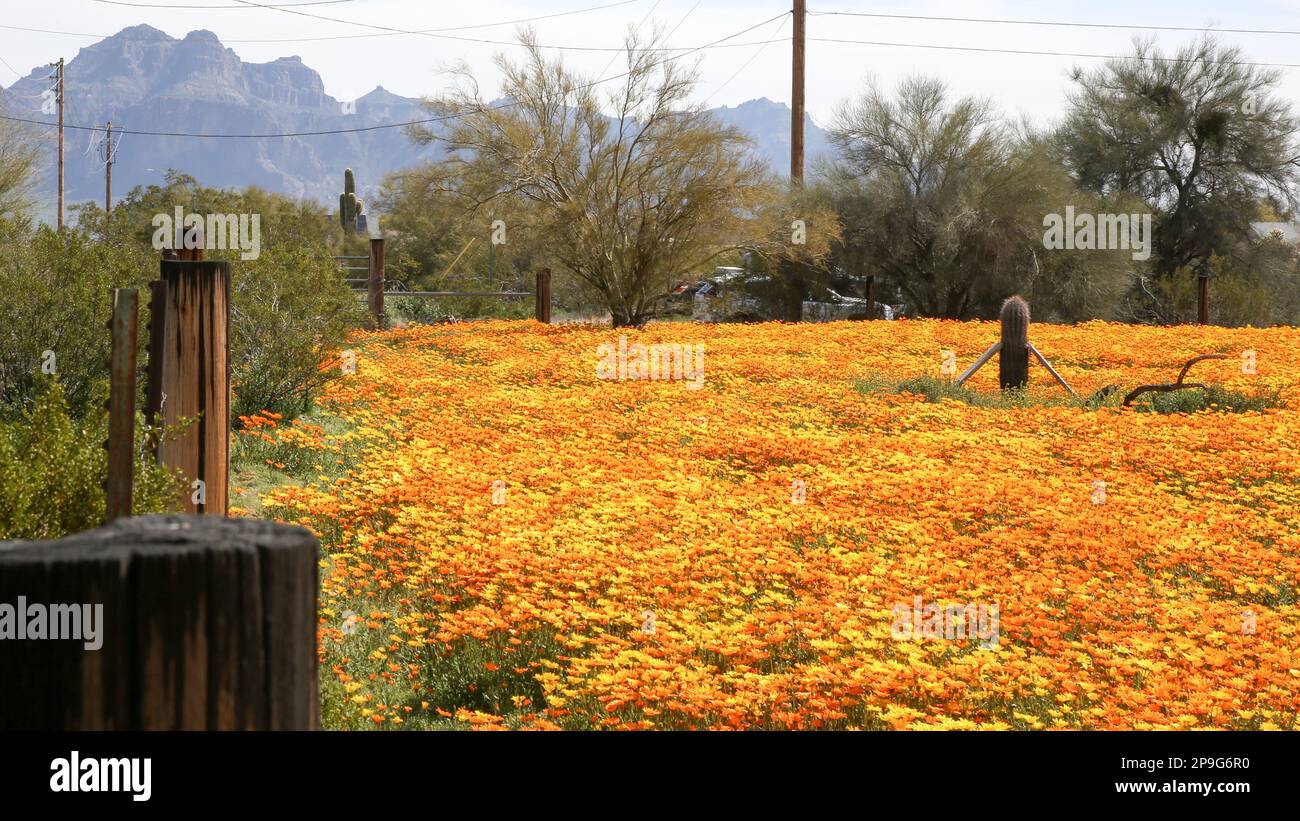 Wildflowers growing in Apache Junction, Arizona Stock Photo Alamy