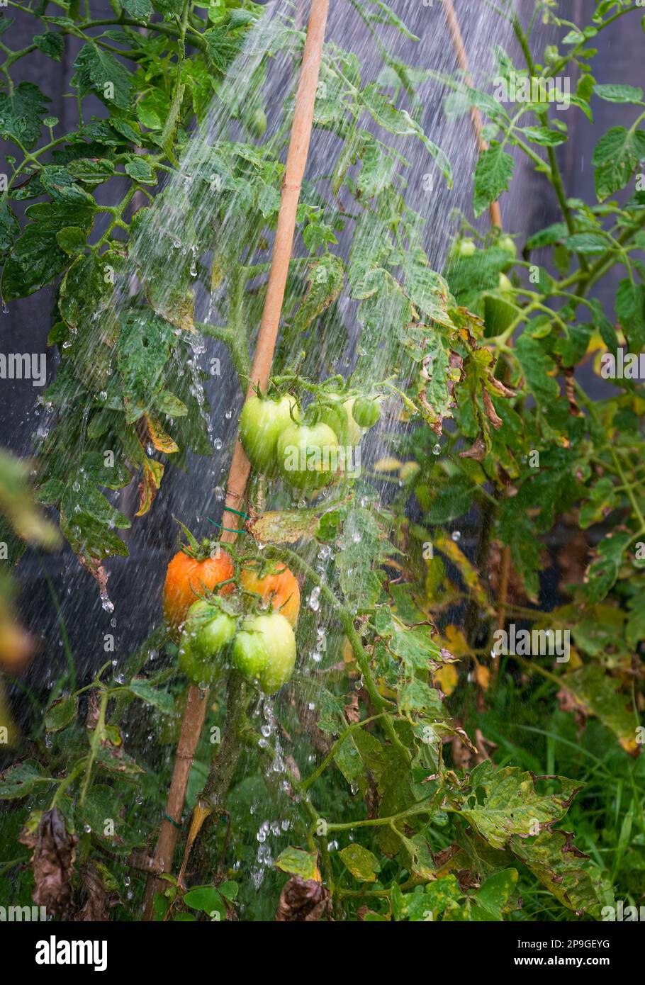Watering tomato plants in the backyard garden. Vertical format. Stock Photo