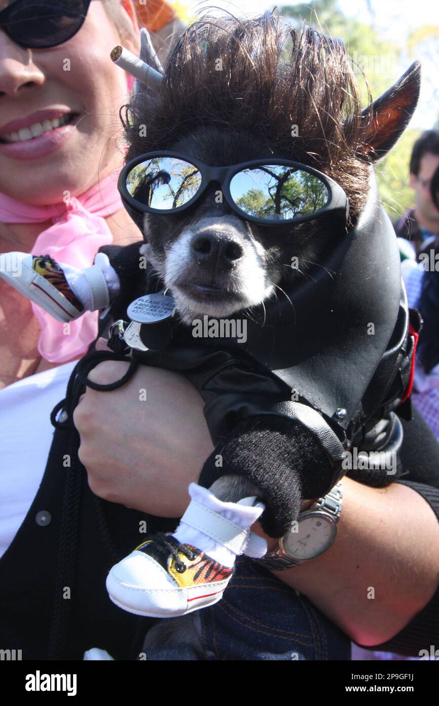 Dressed as Danny Zuko from "Grease", Topino, a Chihuahua, is held by his  owner Tammy O'Connor of North Brunswick, N.J., as they wait to compete in  the 18th annual Tompkins Square Halloween
