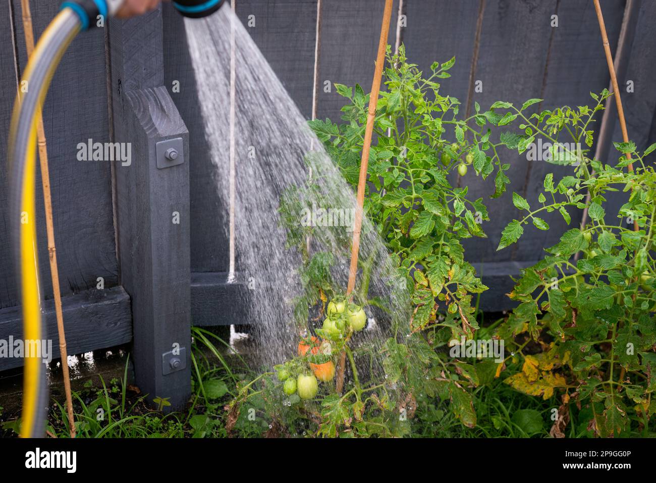 Hand holding water sprinkler and watering tomato plants in the backyard garden. Stock Photo