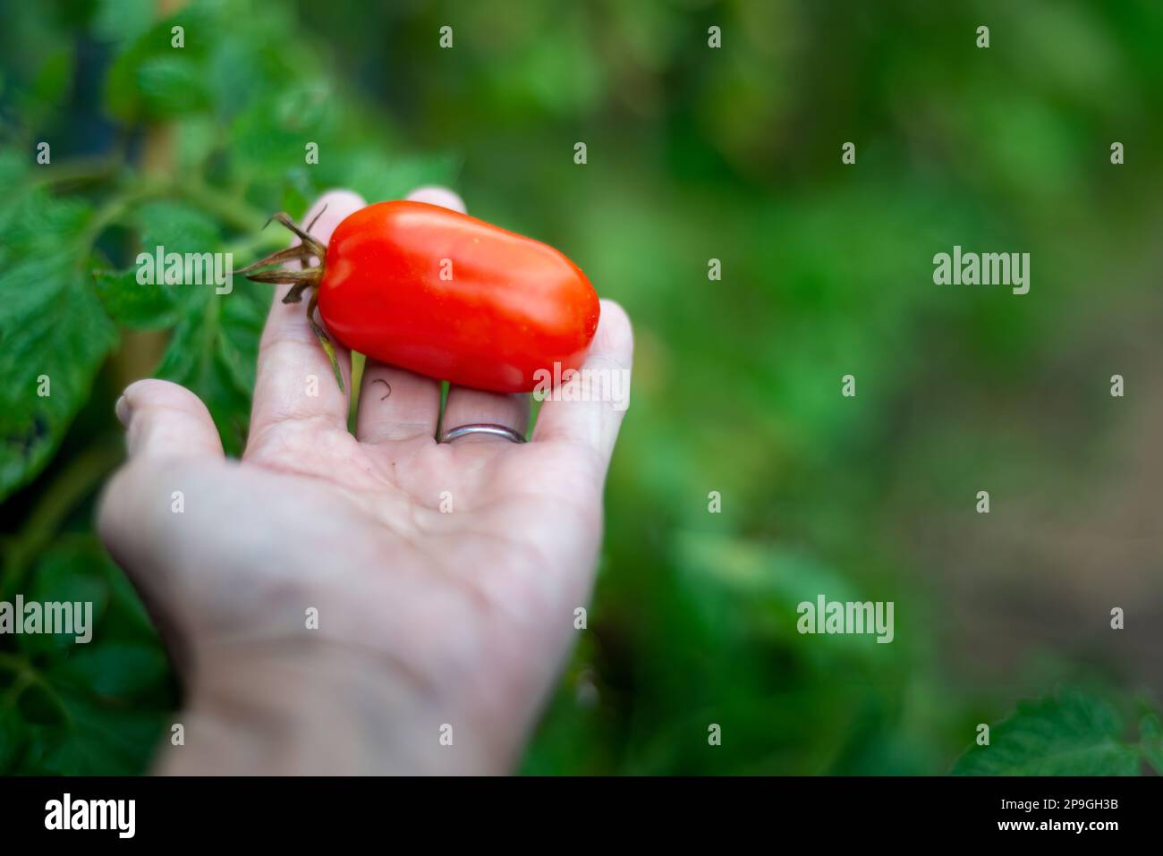 Hand holds a ripe red tomato among green tomato plants in the backyard garden. Stock Photo