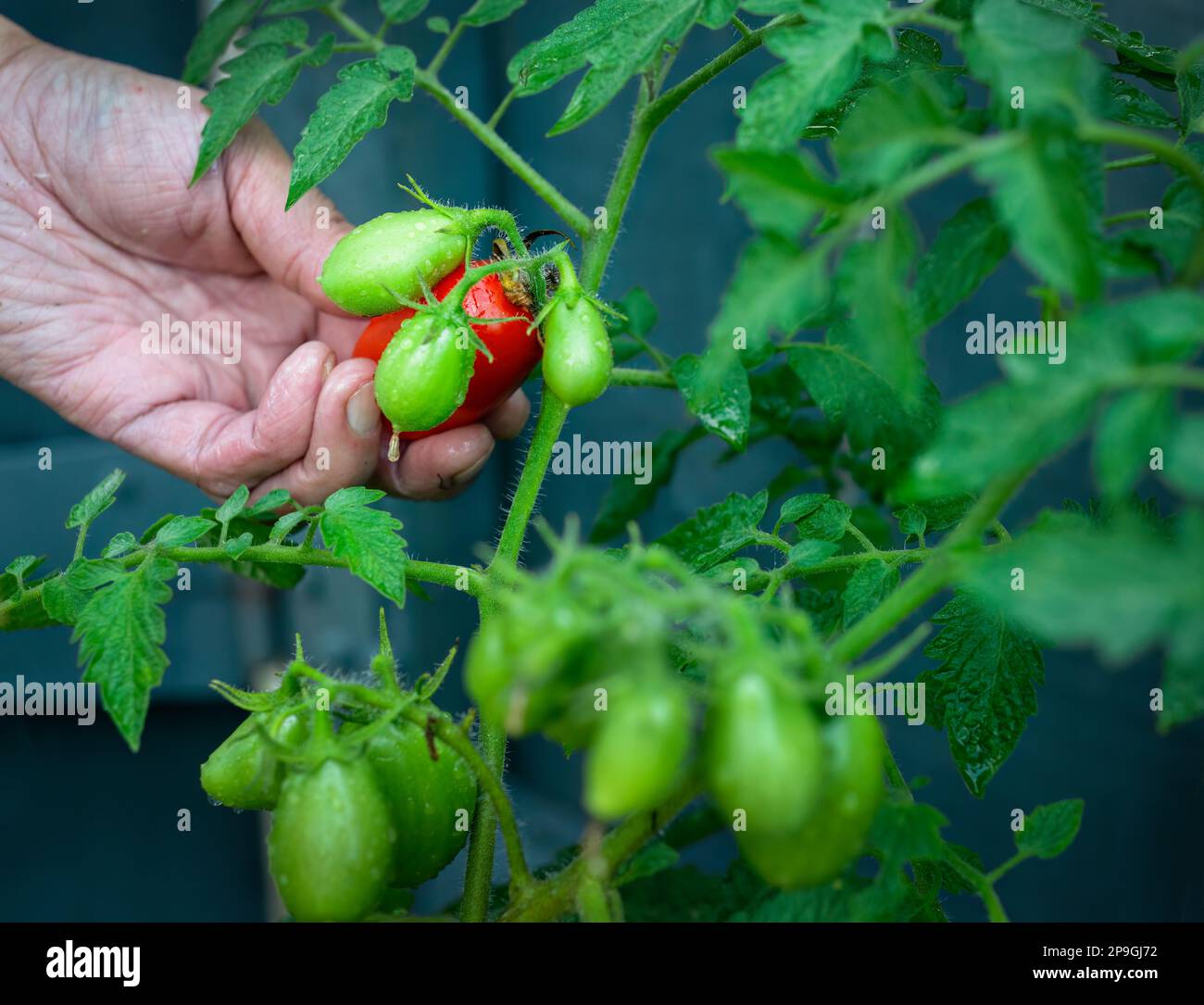 Hand holding a ripe red tomato among green tomatoes in the backyard garden. Stock Photo