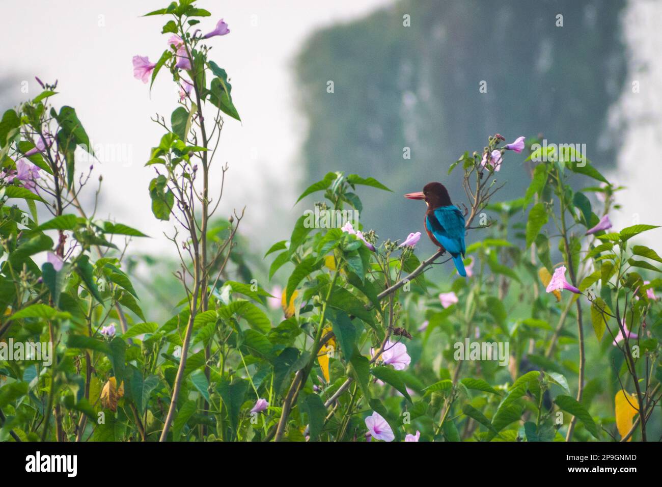 A White-throated Kingfisher sitting on a branch full of flowers of a tree at Bhigwan Bird Sanctuary in India Stock Photo