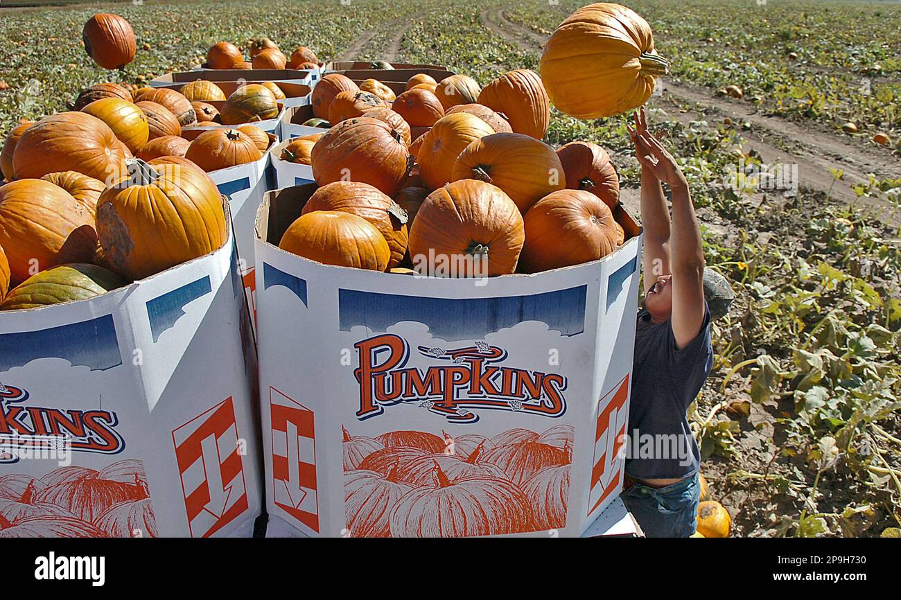 Aurelio Delgado tosses a pumpkin onto a cart while harvesting at the Heptad  Vegetable and Specialty Company near Floydada, Texas, Wednesday, Oct. 1,  2008. Farmers in Floyd County planted about 750 acres