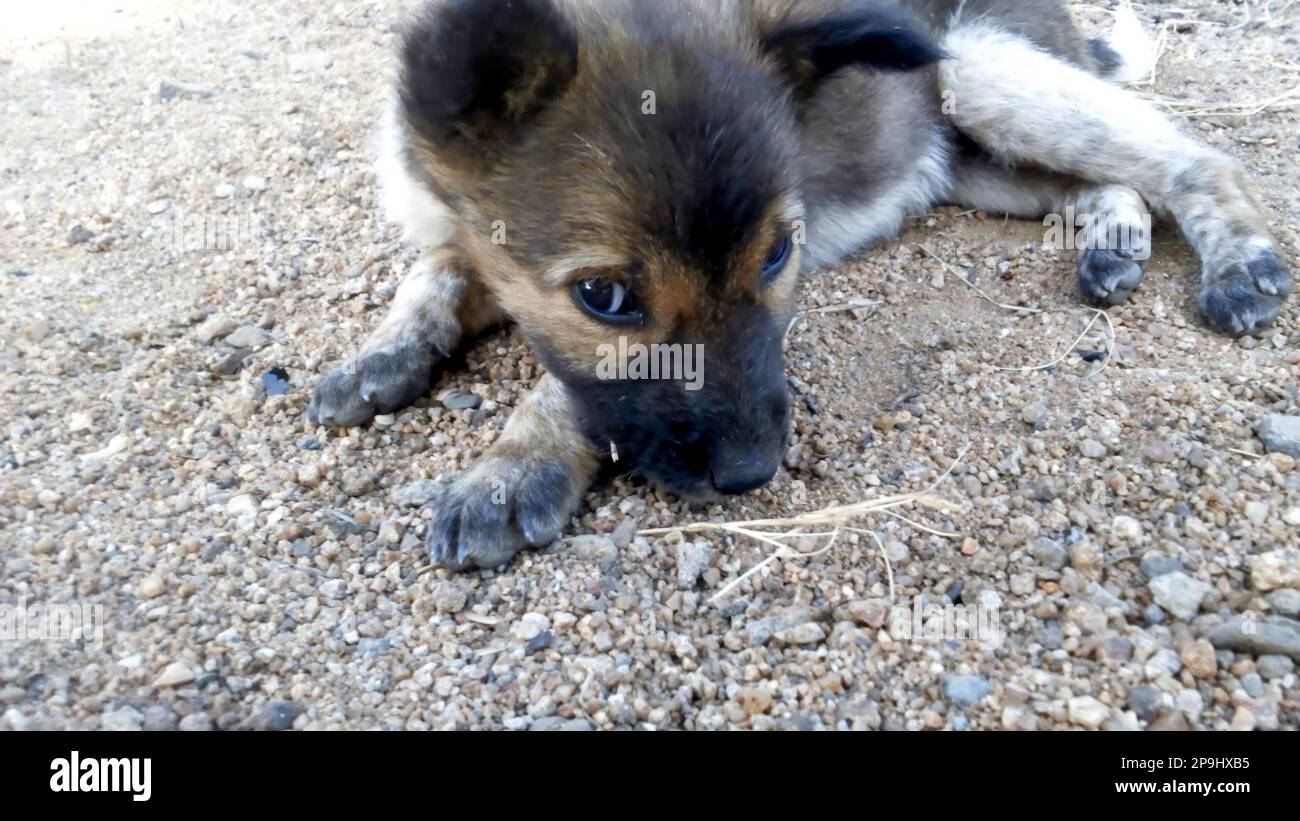 A puppy taking a glance while taking rest Stock Photo