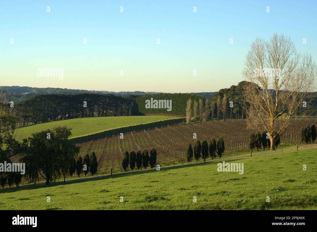 Red Hill, Victoria, Australia Stock Photo Alamy