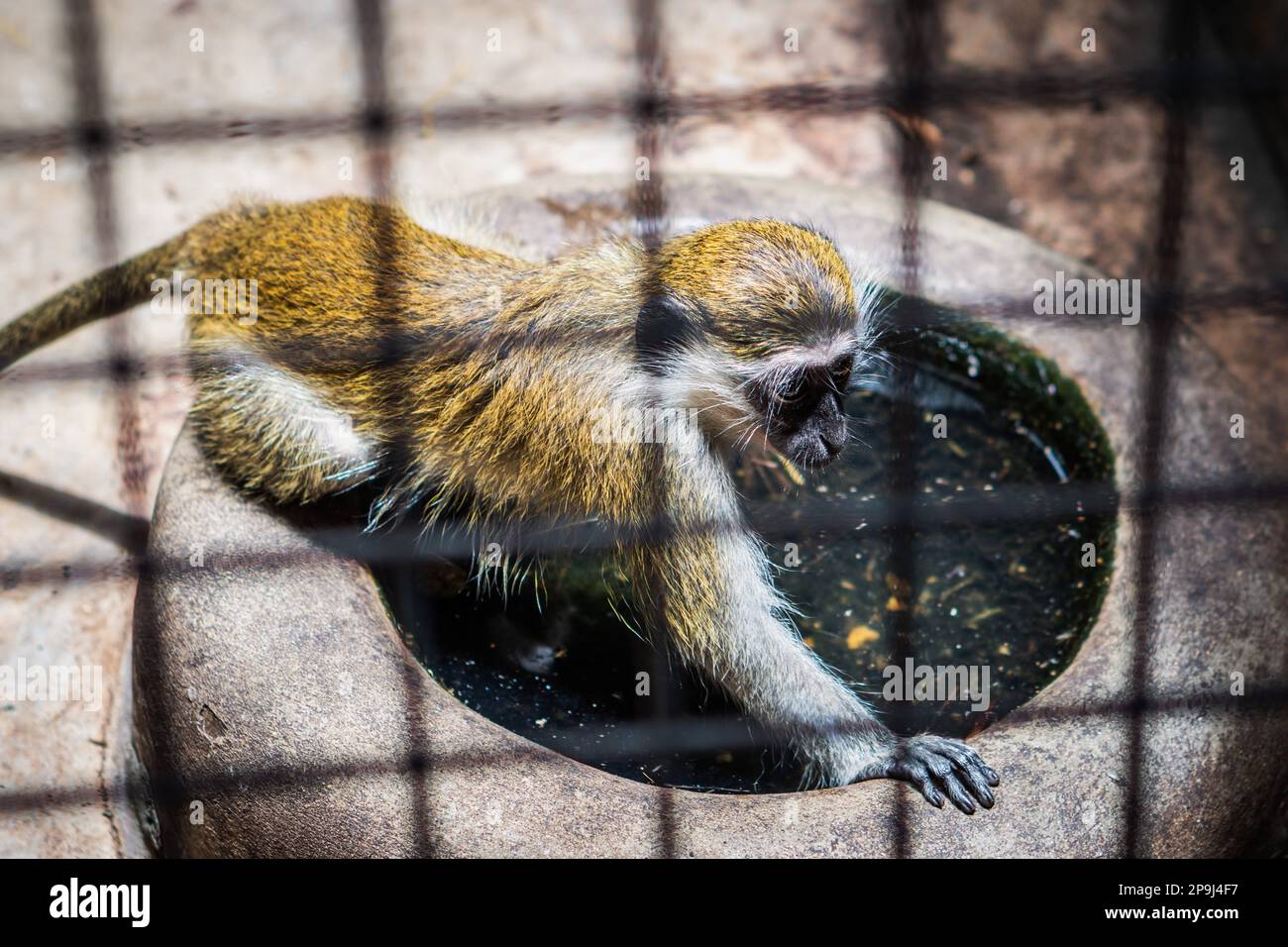 A monkey in a tiny cement cage tries to drink stale water, the only