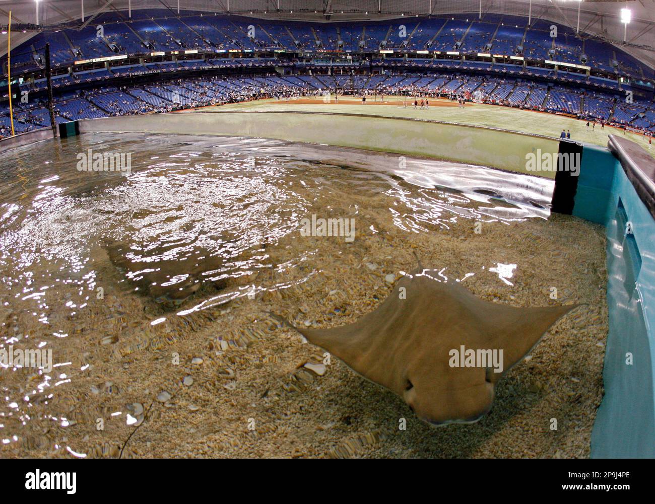 A Devil Ray swims in a fish tank in right field at Tropicana Field