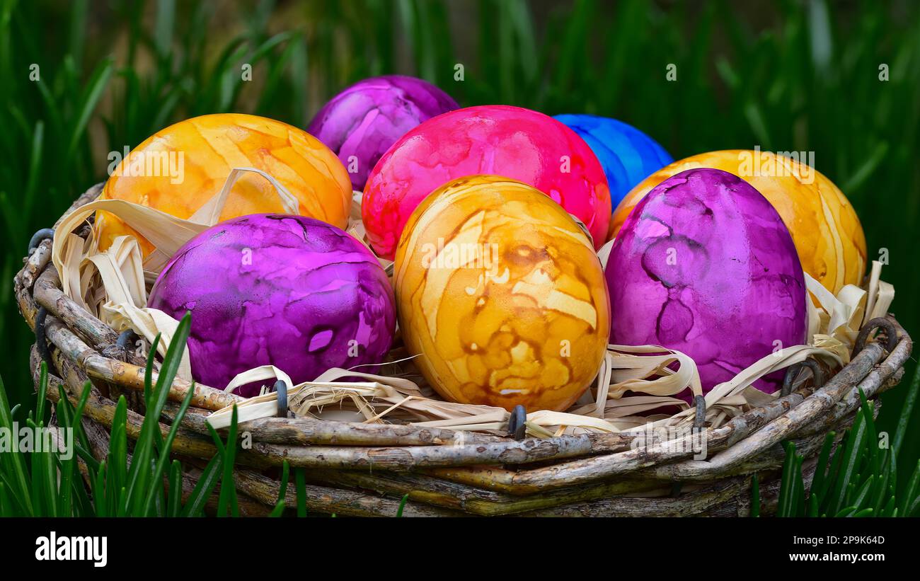 Colorful painted boiled Easter eggs in basket outside in the grass Stock Photo