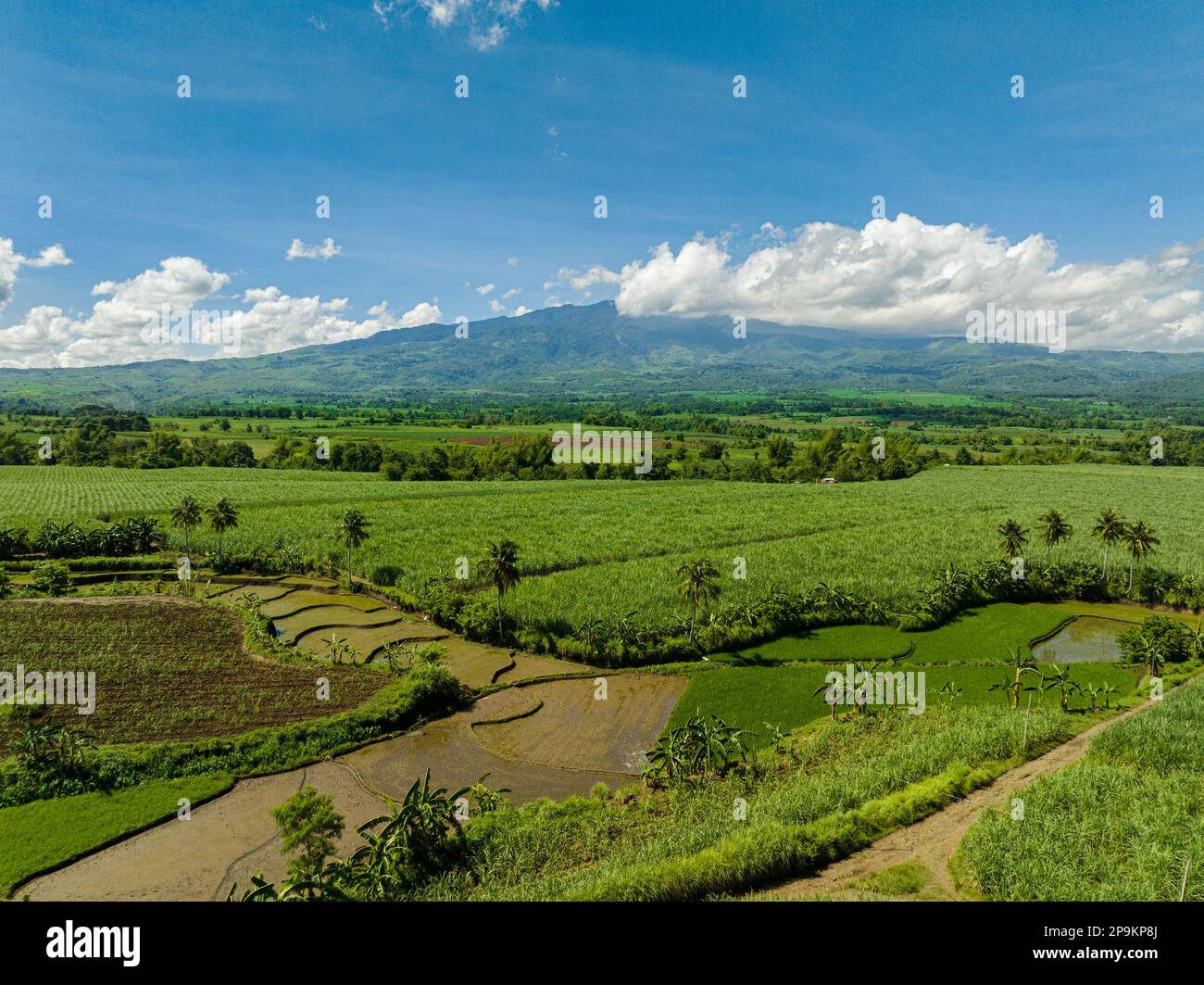 Cultivation of sugar cane in the highlands. Negros, Philippines Stock