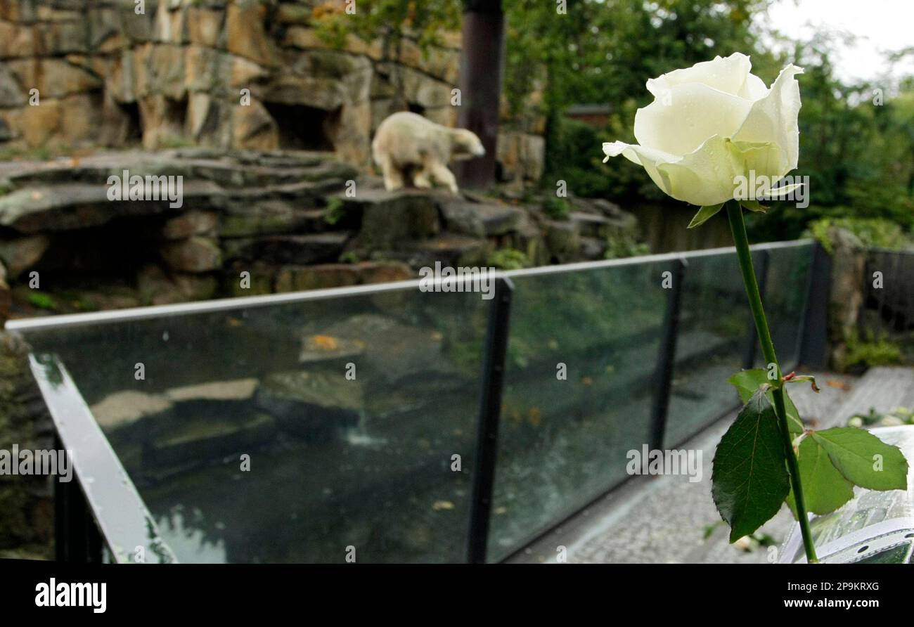 A white rose is placed near the enclosure of polar bear Knut in Berlin on  Tuesday, Sept. 23, 2008. Knut's zookeeper Thomas Doerflein was found dead  in his Berlin apartment on Monday,