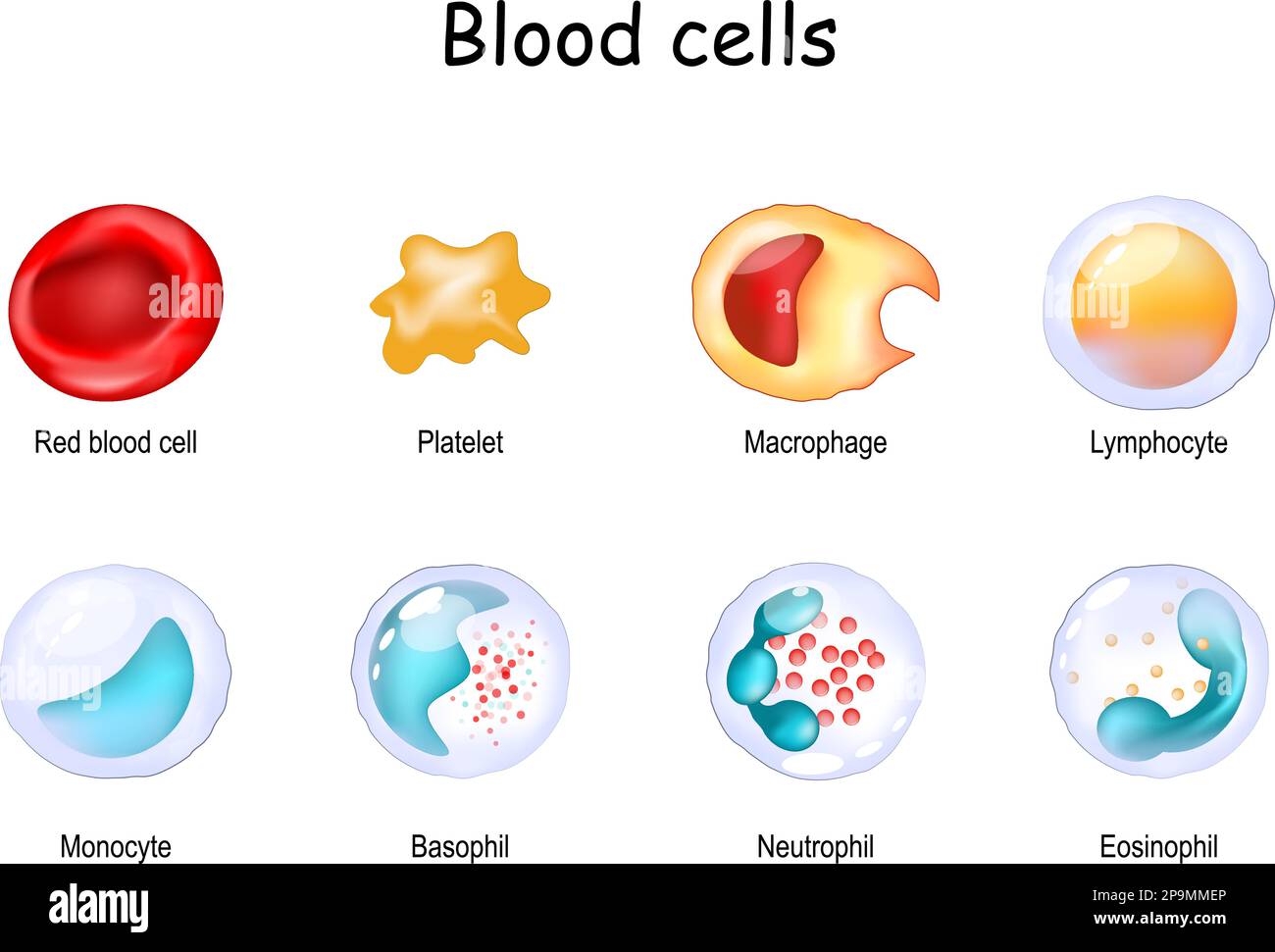 Cells of the immune system. Platelet or thrombocyte, Red blood cell or erythrocyte, and White blood cells or leukocytes: Eosinophil, Neutrophil Stock Vector