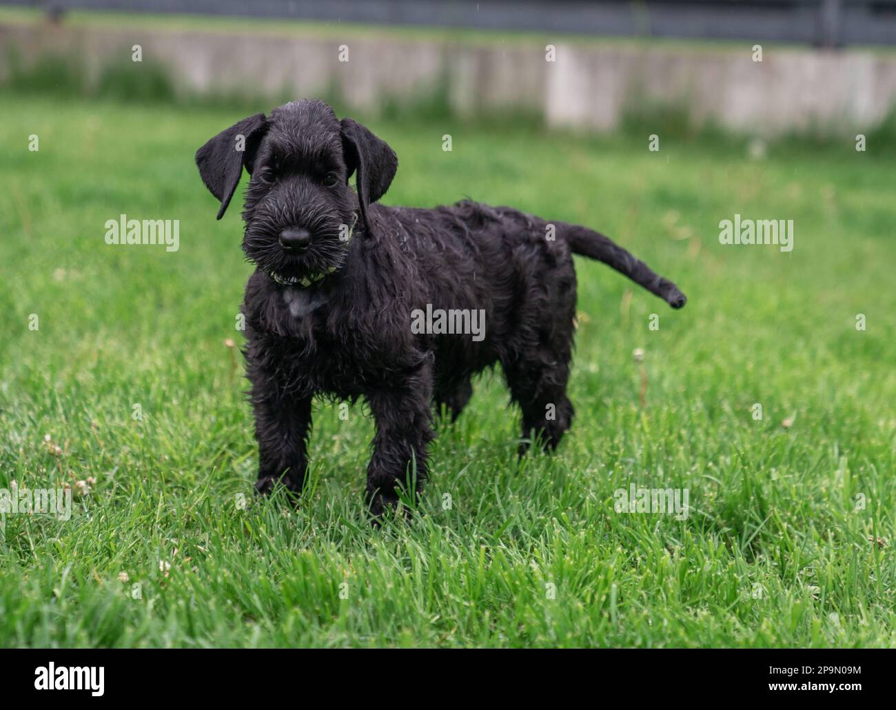 Giant black schnauzer riesenschnauzer on hi-res stock photography and ...