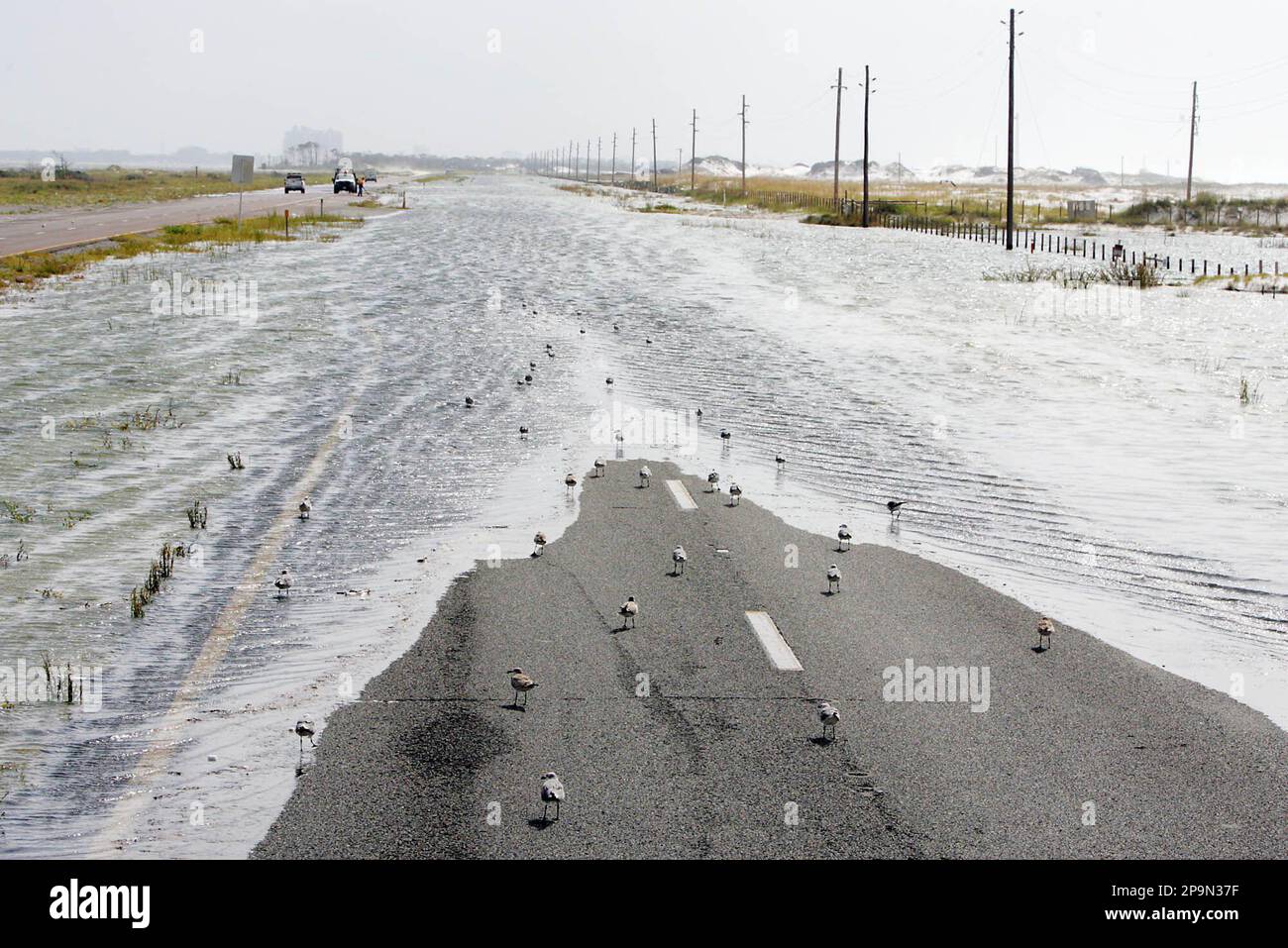 Sea gulls flock to Highway 98, the main route on Okaloosa Island, Fla