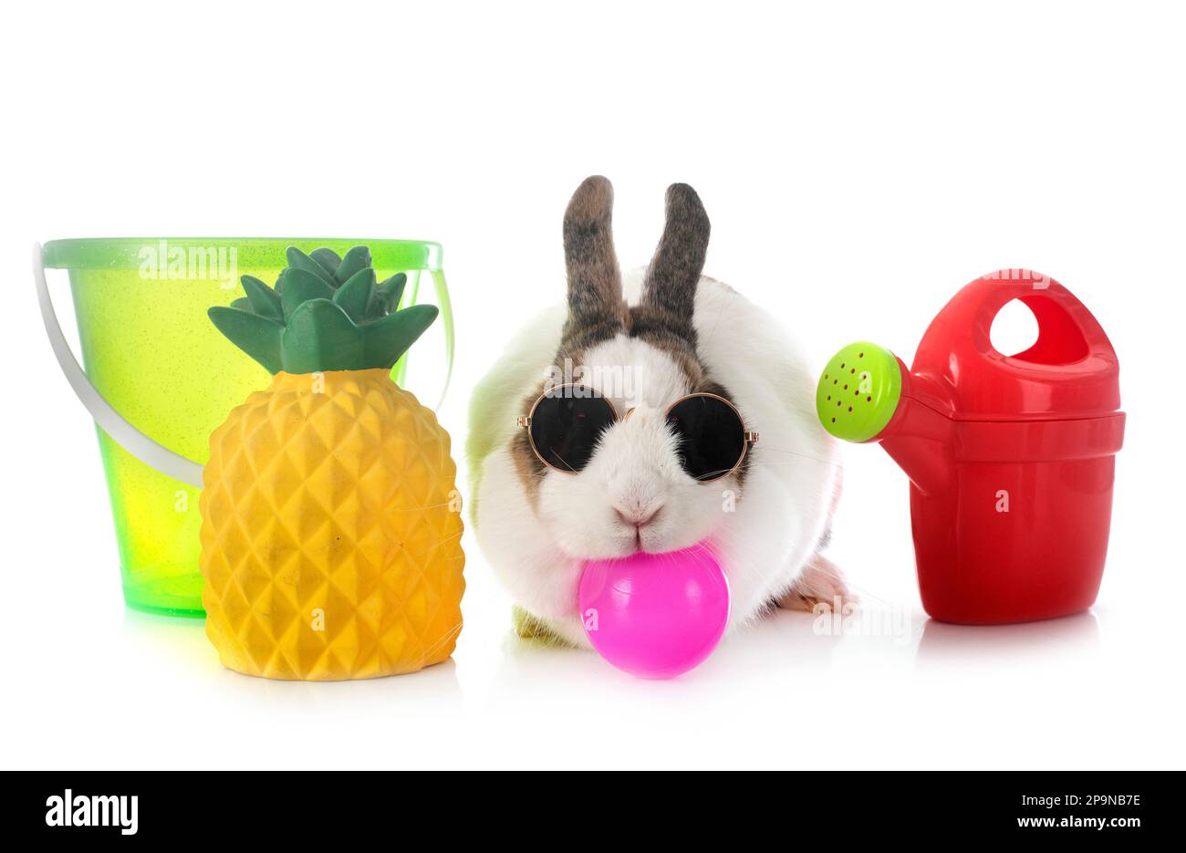 rex rabbit in front of white background Stock Photo