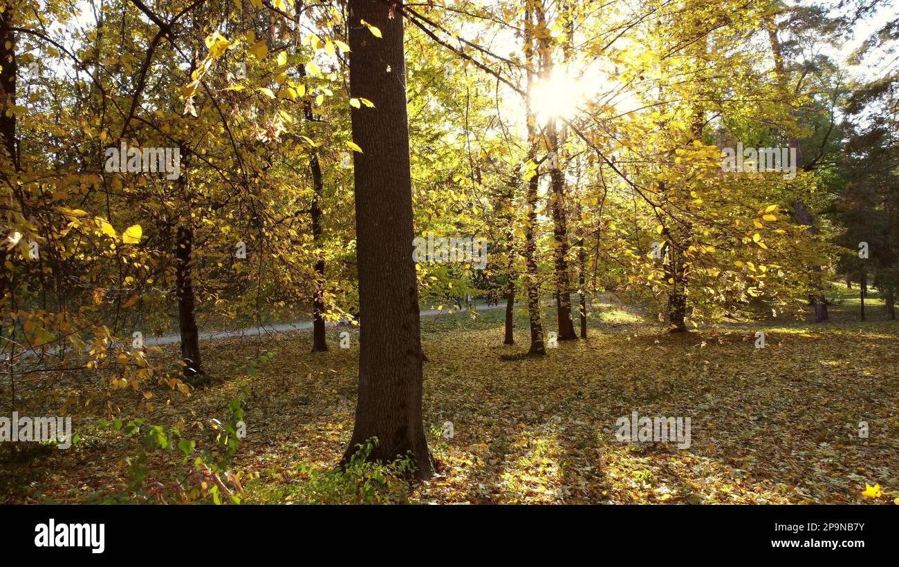 Autumn park between tree branches with yellow leaves on sunny autumn ...