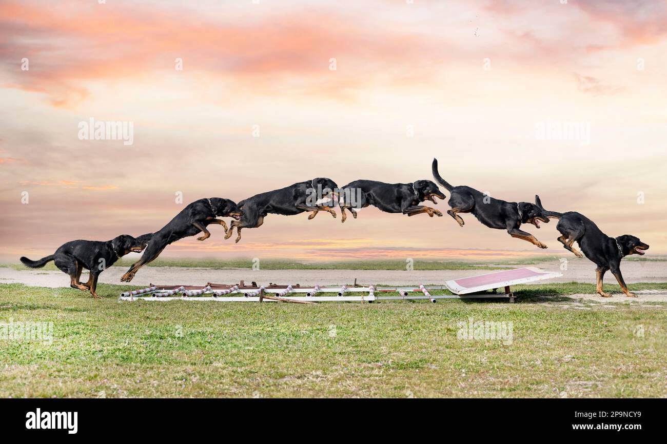 french shepherd training in the k9 for competition Stock Photo - Alamy