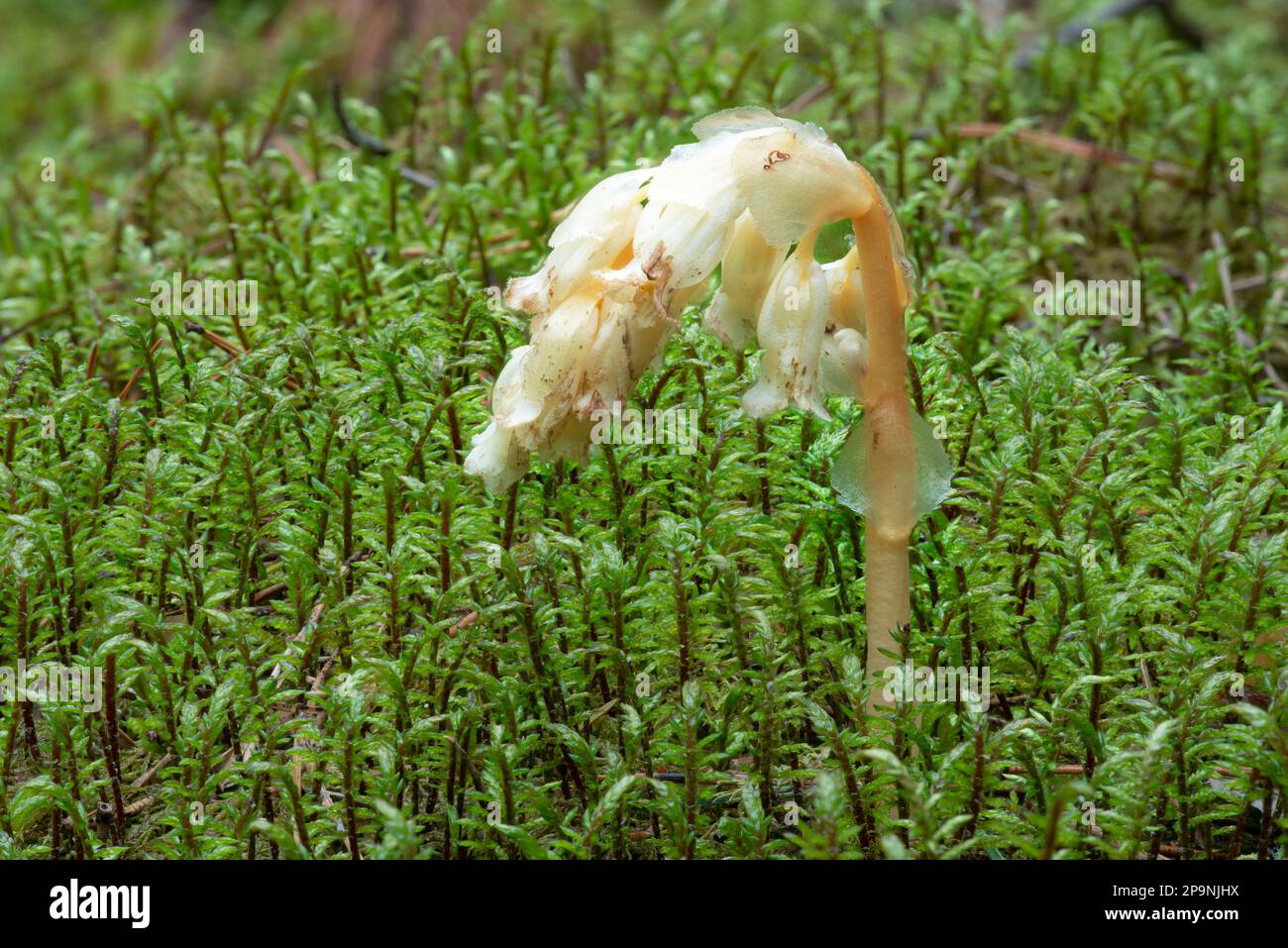 Parasitic plant without chlorophyll Pinesap (False beechdrops
