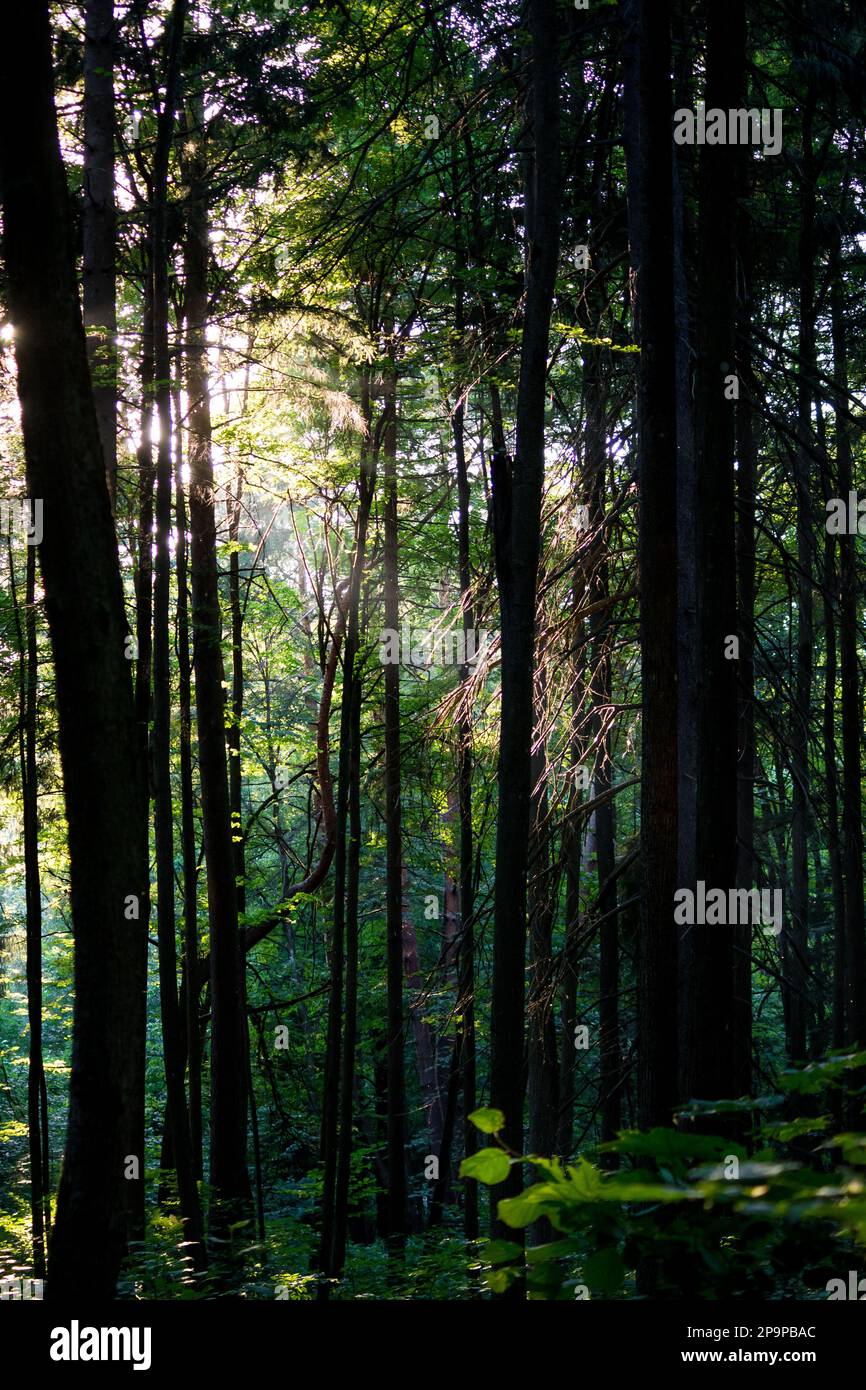 Sunlight shining through the trees in the forest background Stock Photo ...
