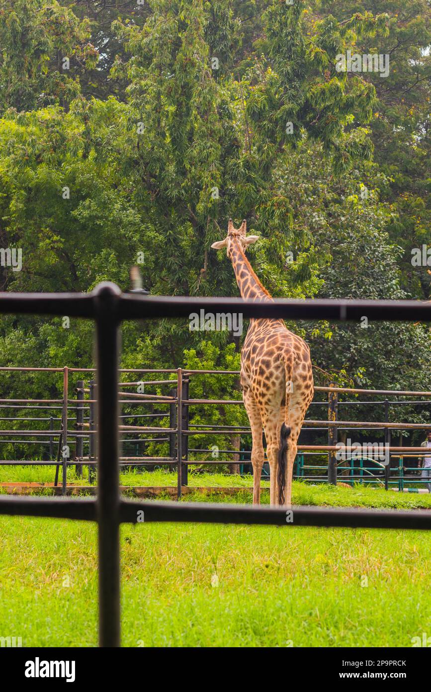 Mysore Zoo Karnataka India September 1 2022 Tourists visiting the