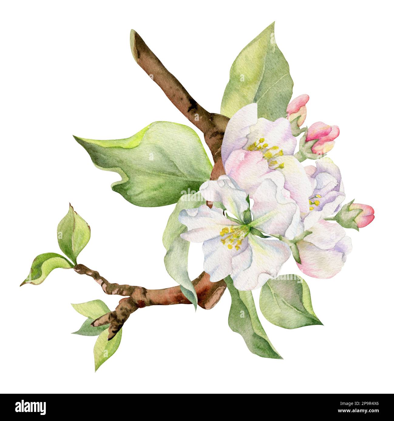 Hand drawn watercolor apple flowers on branch with leaves, white, pink ...
