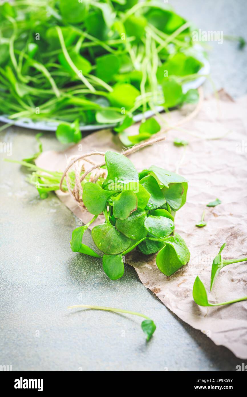 Winter purslane Indian lettuce, healthy green vegetables for raw