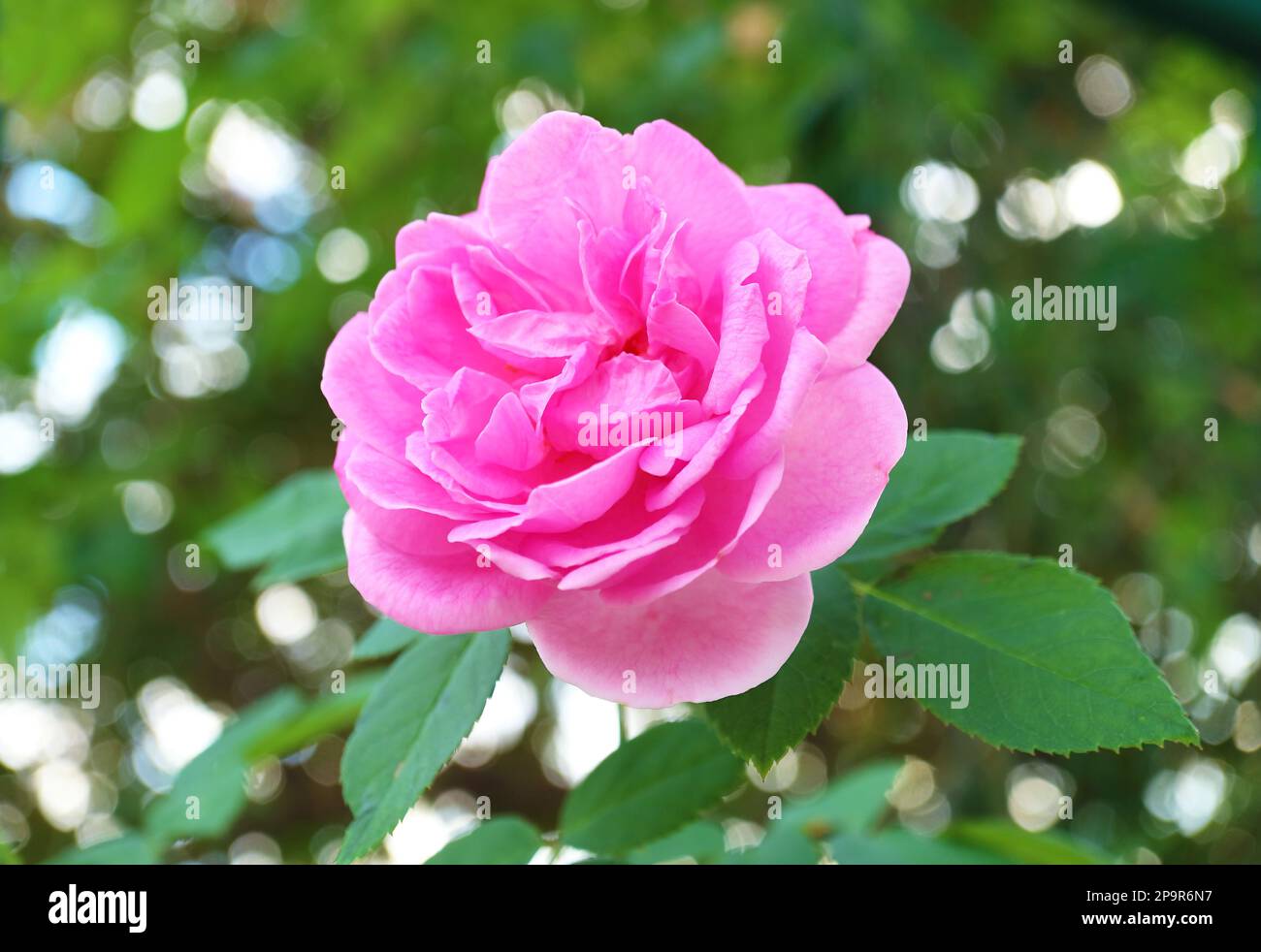 Closeup of a Gorgeous Pink Carefree Wonder Rose Blossoming in the Garden Stock Photo