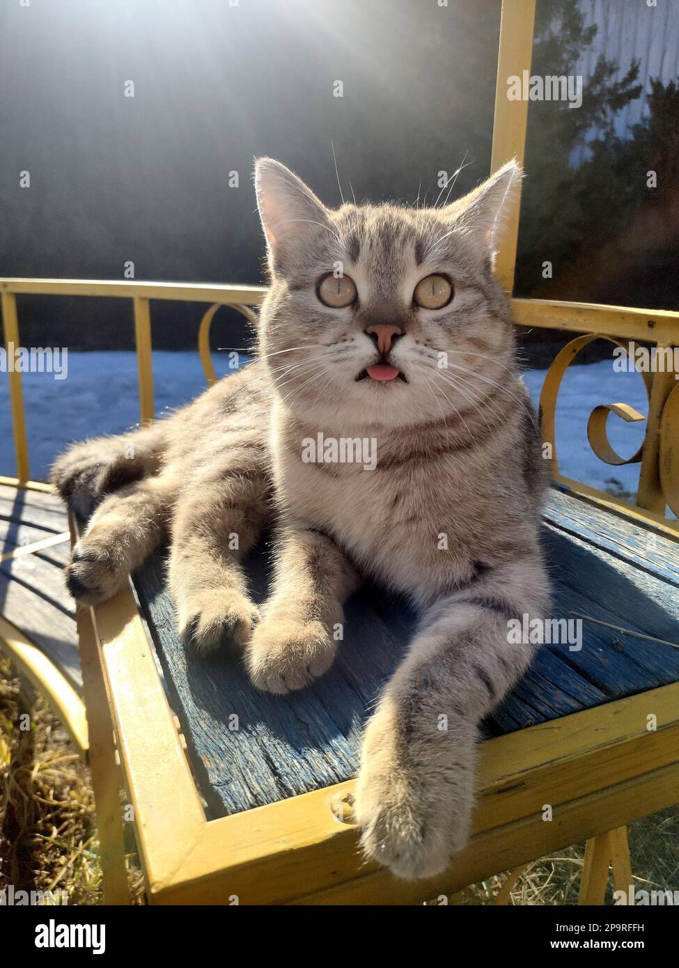 Cat in spring sun hi-res stock photography and images - Alamy