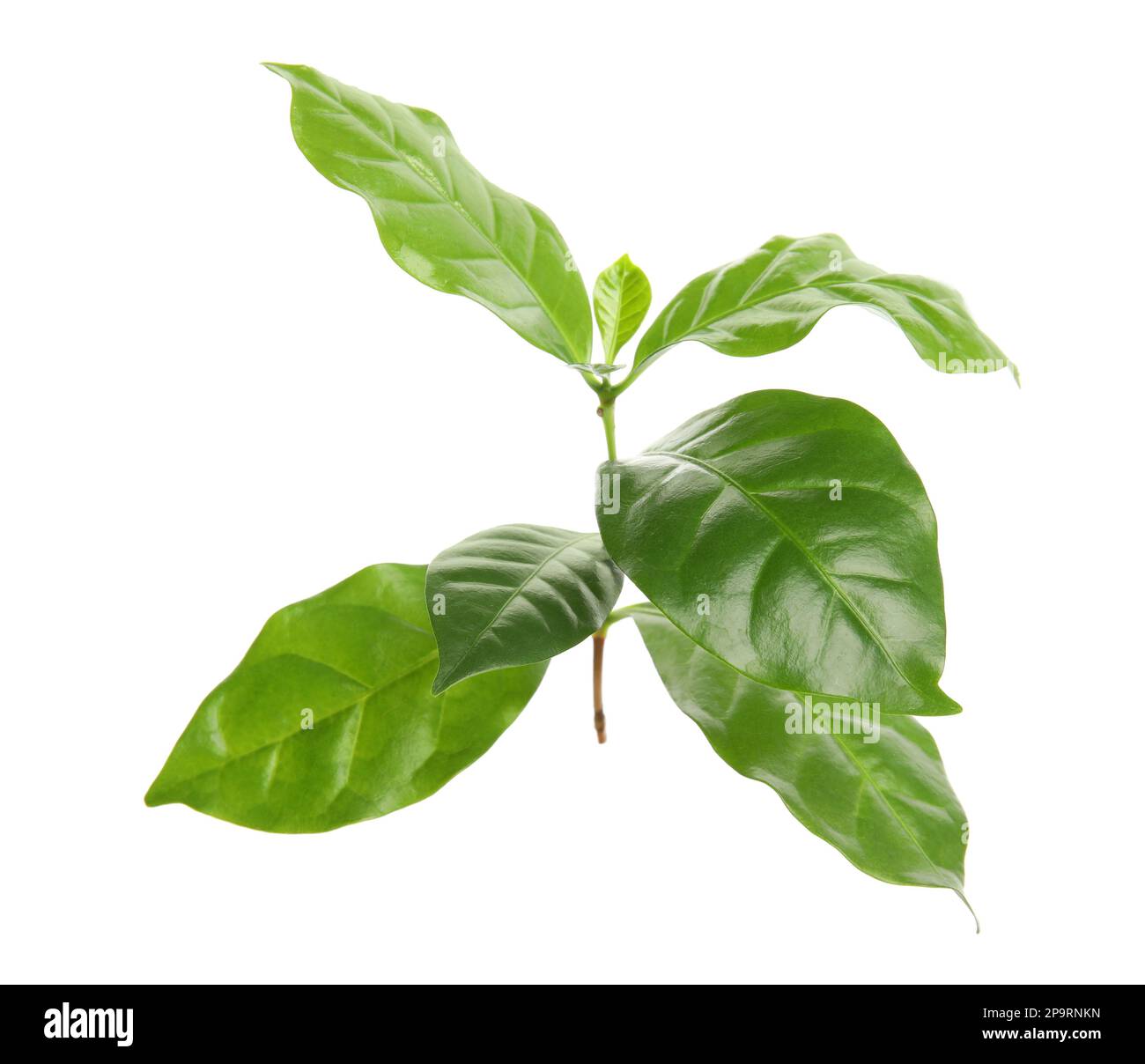 Branch of coffee plant isolated on white Stock Photo - Alamy