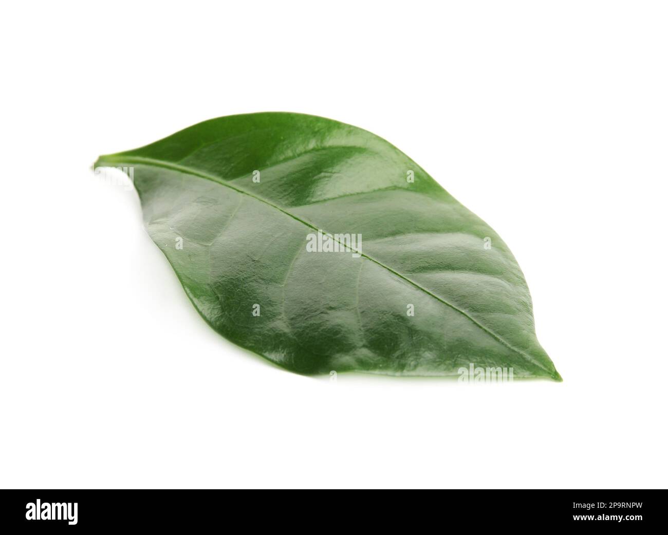 Leaf of coffee plant isolated on white Stock Photo - Alamy