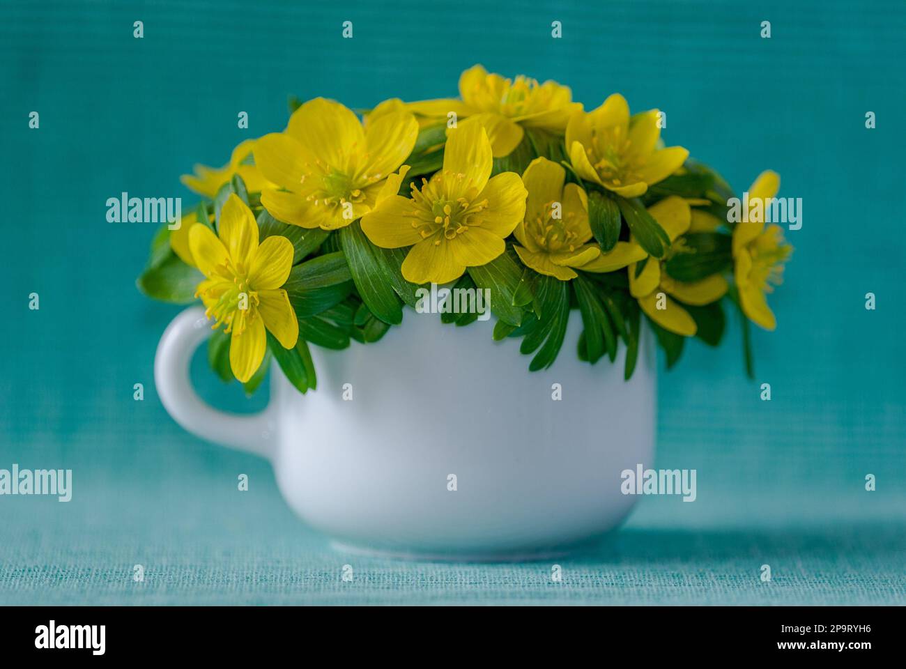 Yellow eranthis hyemalis flowers in the white espresso cup on the light green background Stock Photo