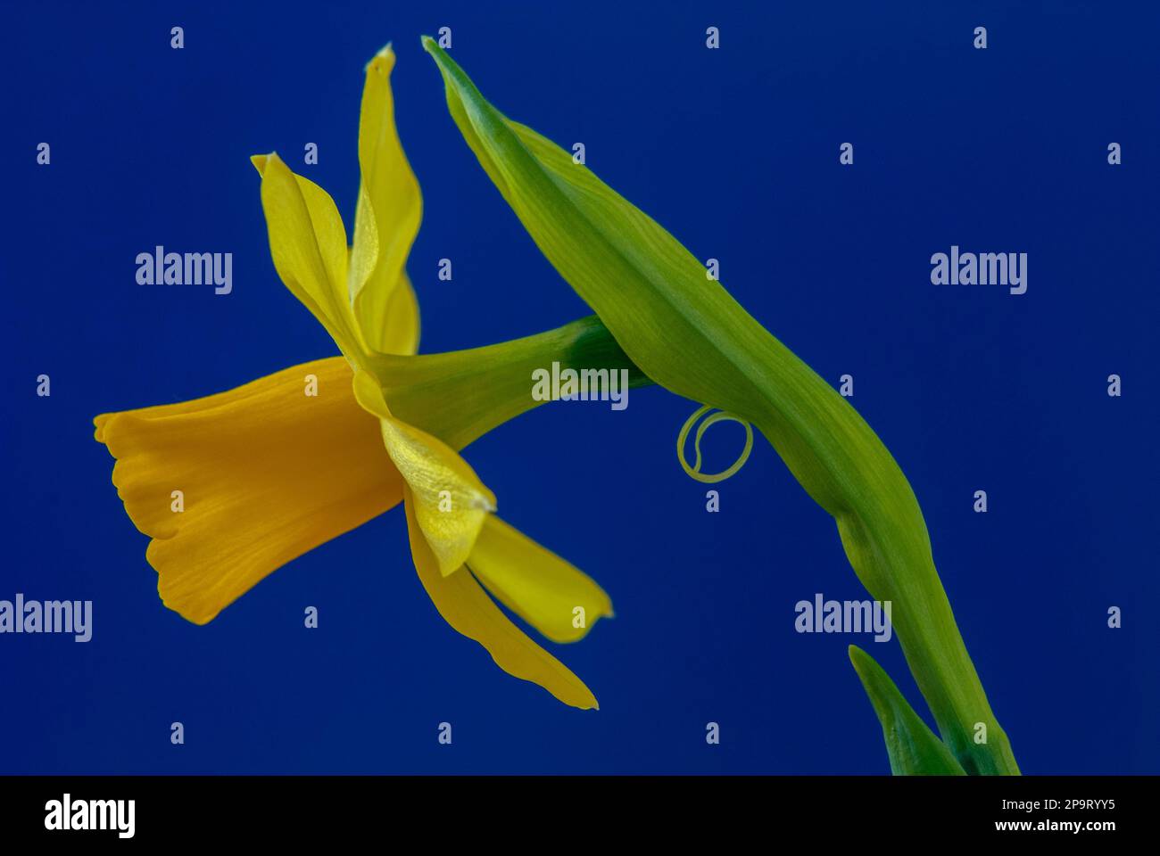 Daffodil close up on the blue background Stock Photo