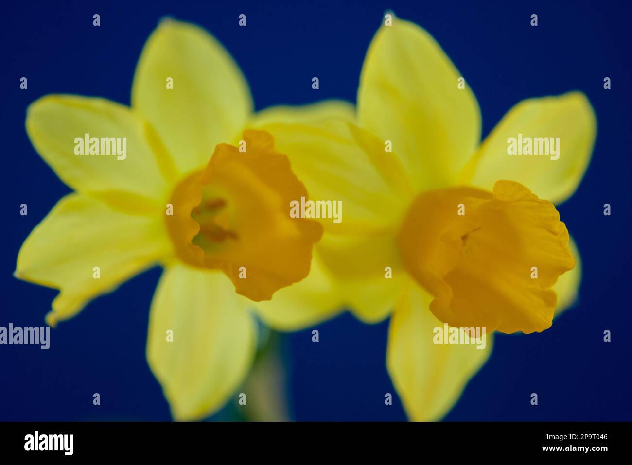 Pair of daffodils on the blue background close up Stock Photo