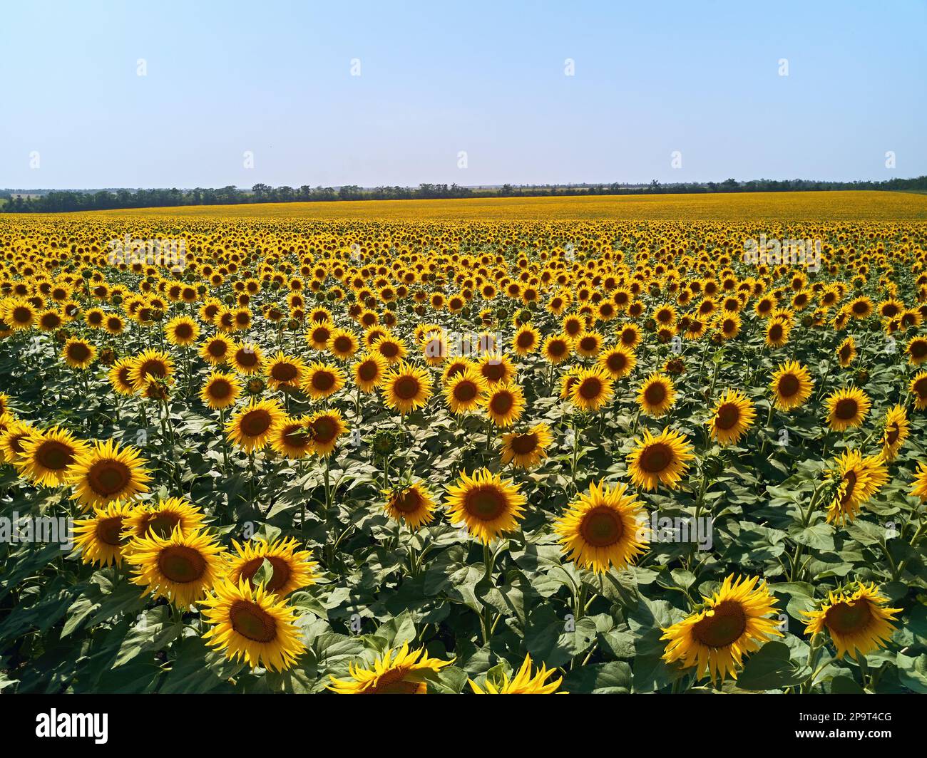 aerial-of-sunflowers-field-drone-flight-over-blooming-sunflower-field