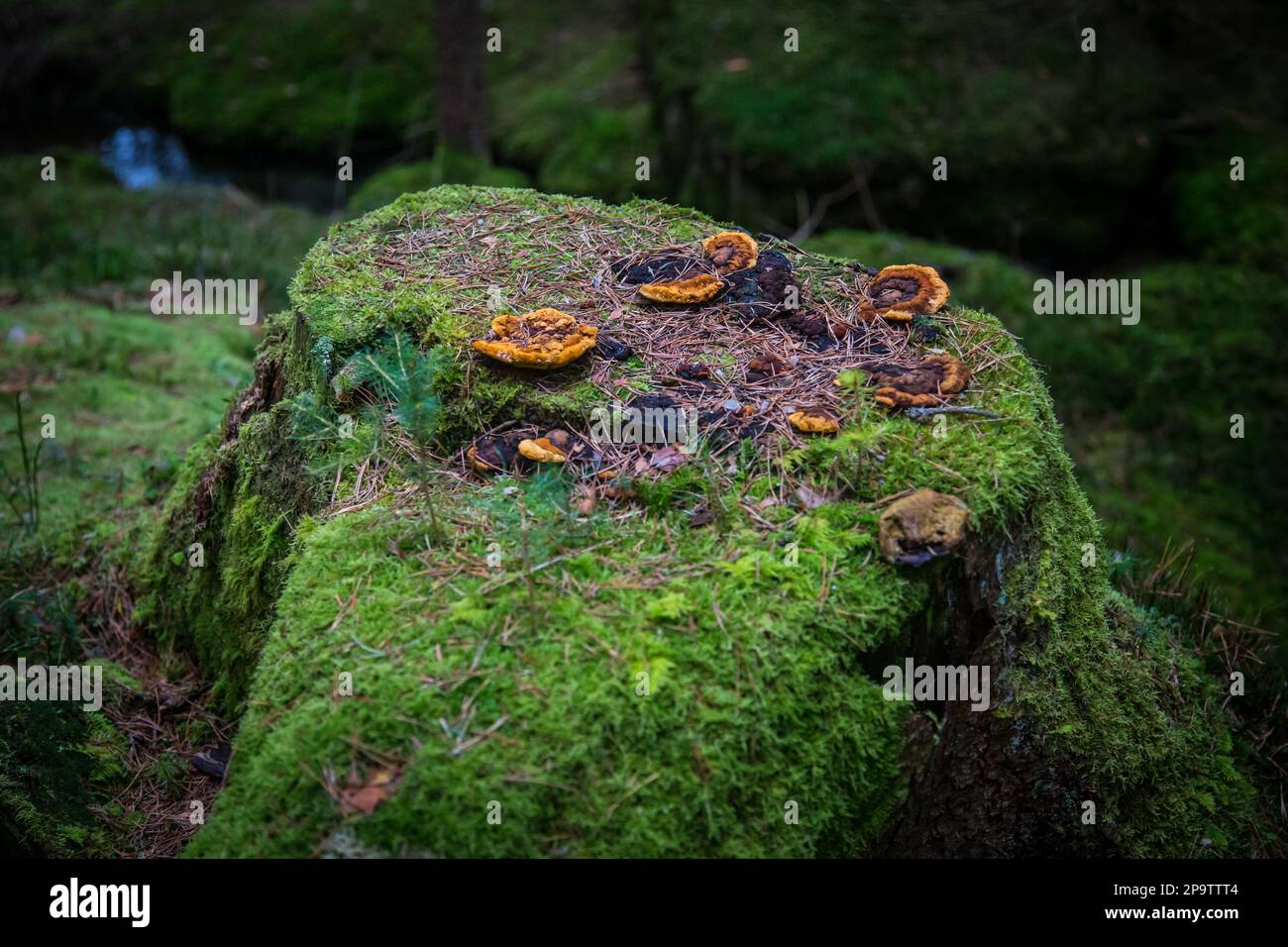 Tree stub in the forest, covered with moss and mushrooms, Waldviertel, Austria Stock Photo