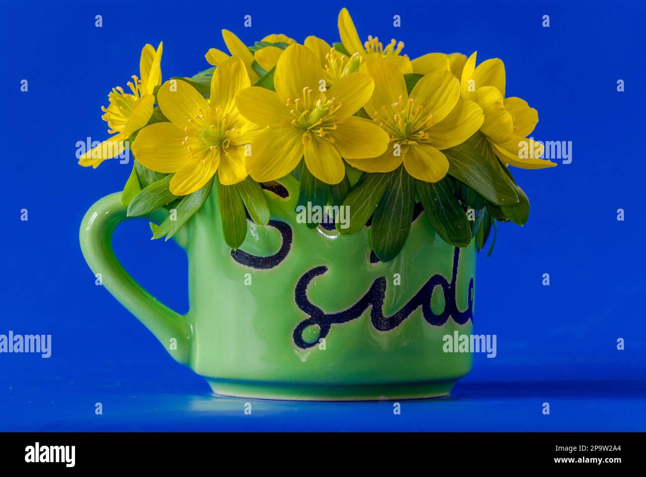 Yellow eranthis hyemalis flowers in the white espresso cup on thelight green background Stock Photo