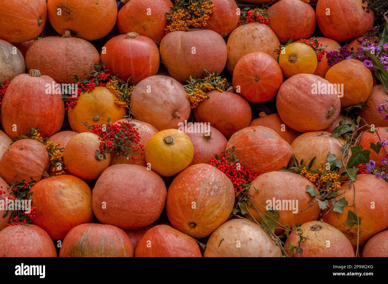 Colorful pumpkinc Stock Photo