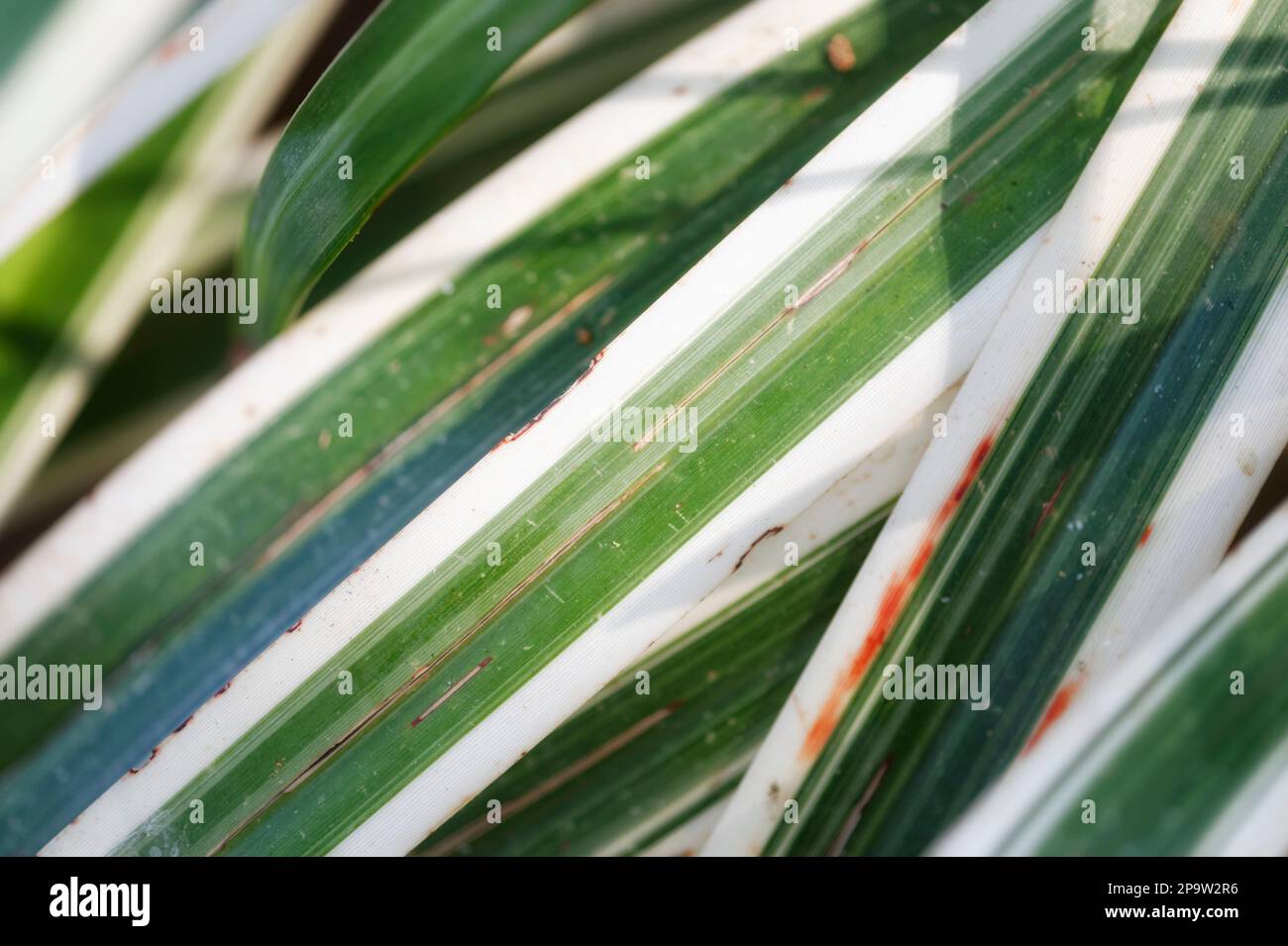 Photo background of spider plant Chlorophytum comosum leaves Stock Photo