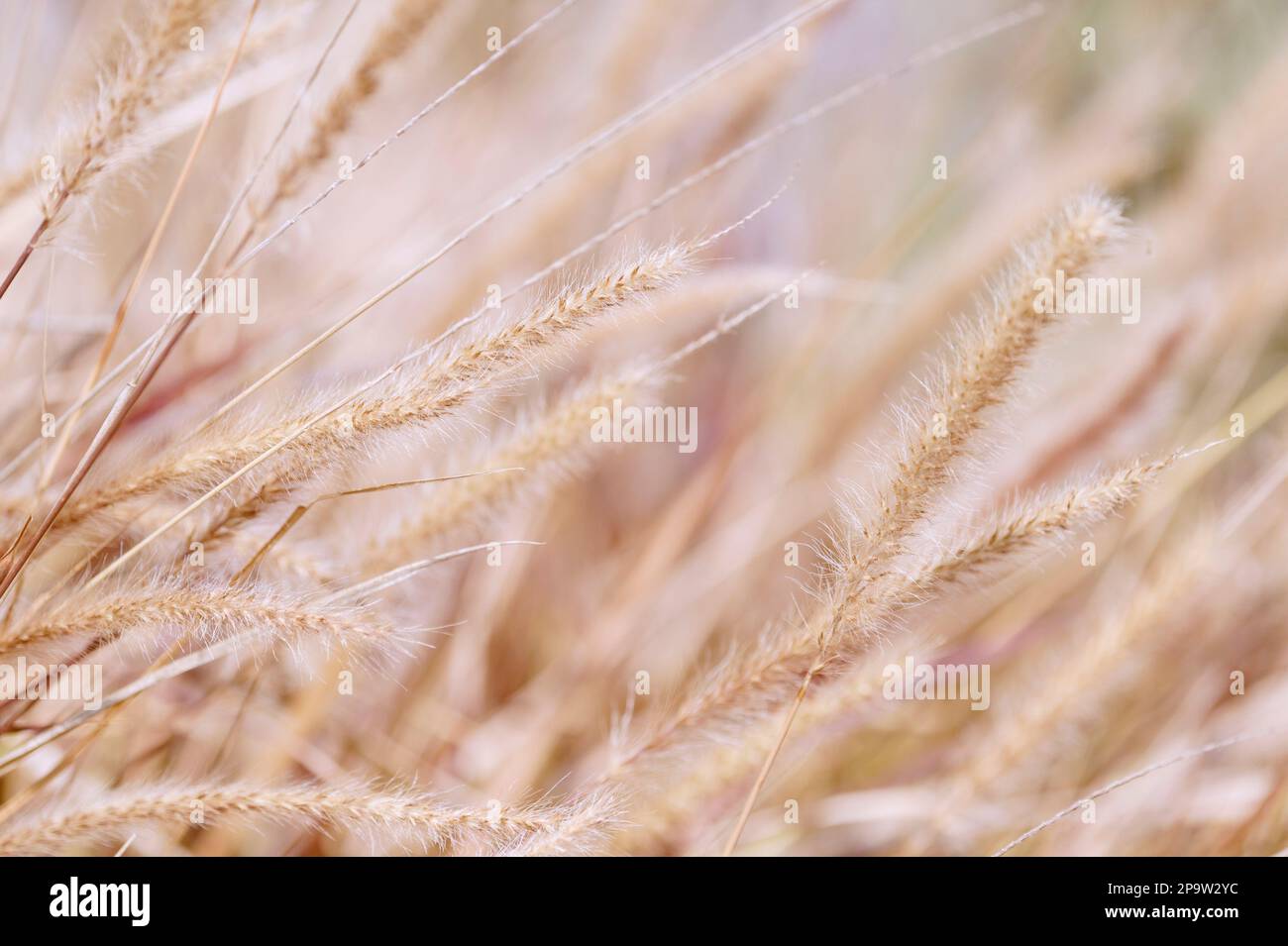 Photo background of dry foxtail Setaria Viridis ears and leaves Stock Photo